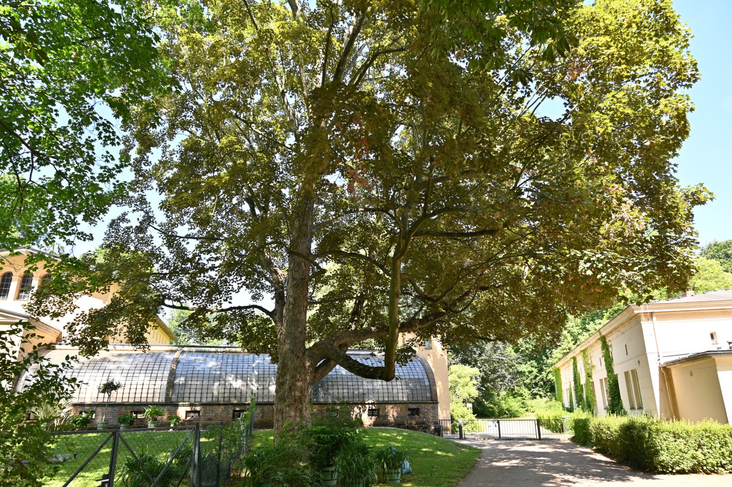 'Atropurpureum' Acer pseudoplatanus