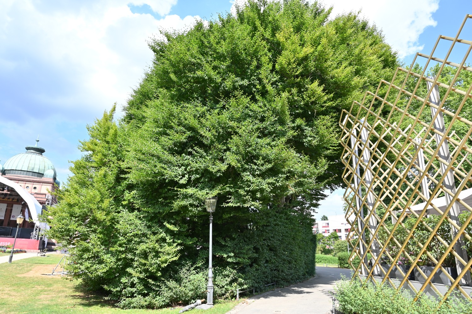 'Dentata' Fagus sylvatica