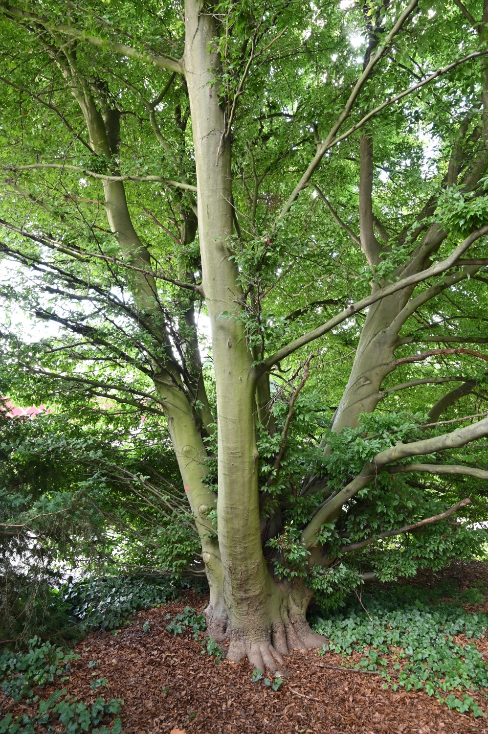 Fagus sylvatica 'Dentata' - Bad Homburg, Kurpark - Juli 2025