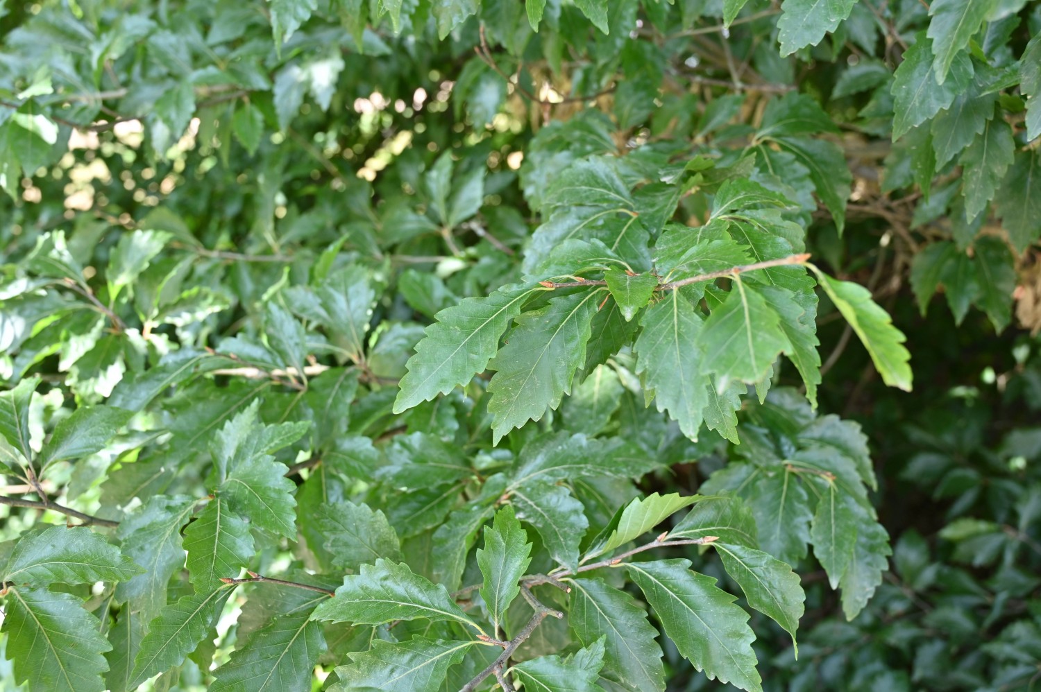 Fagus sylvatica 'Dentata' - Bad Homburg, Kurpark - Juli 2025