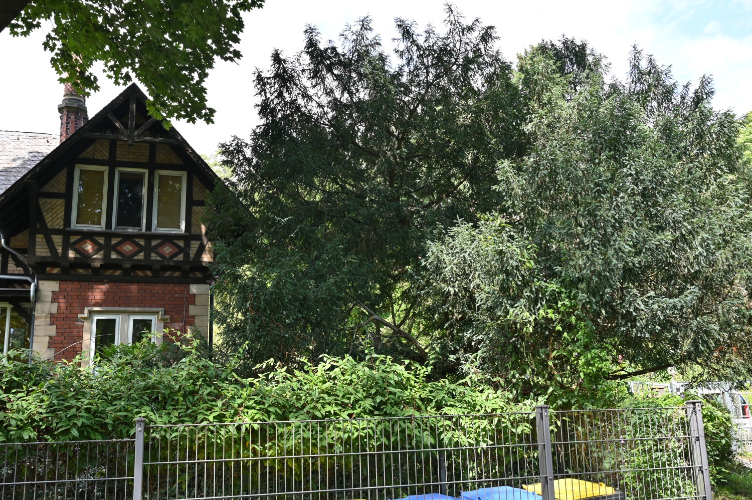 'Adpressa' baccata Taxus