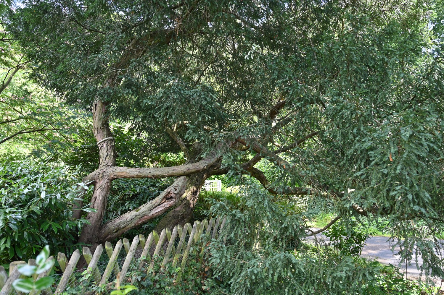 Taxus baccata 'Adpressa' - Frankfurt am Main, Grüneburgpark - Juli 2025