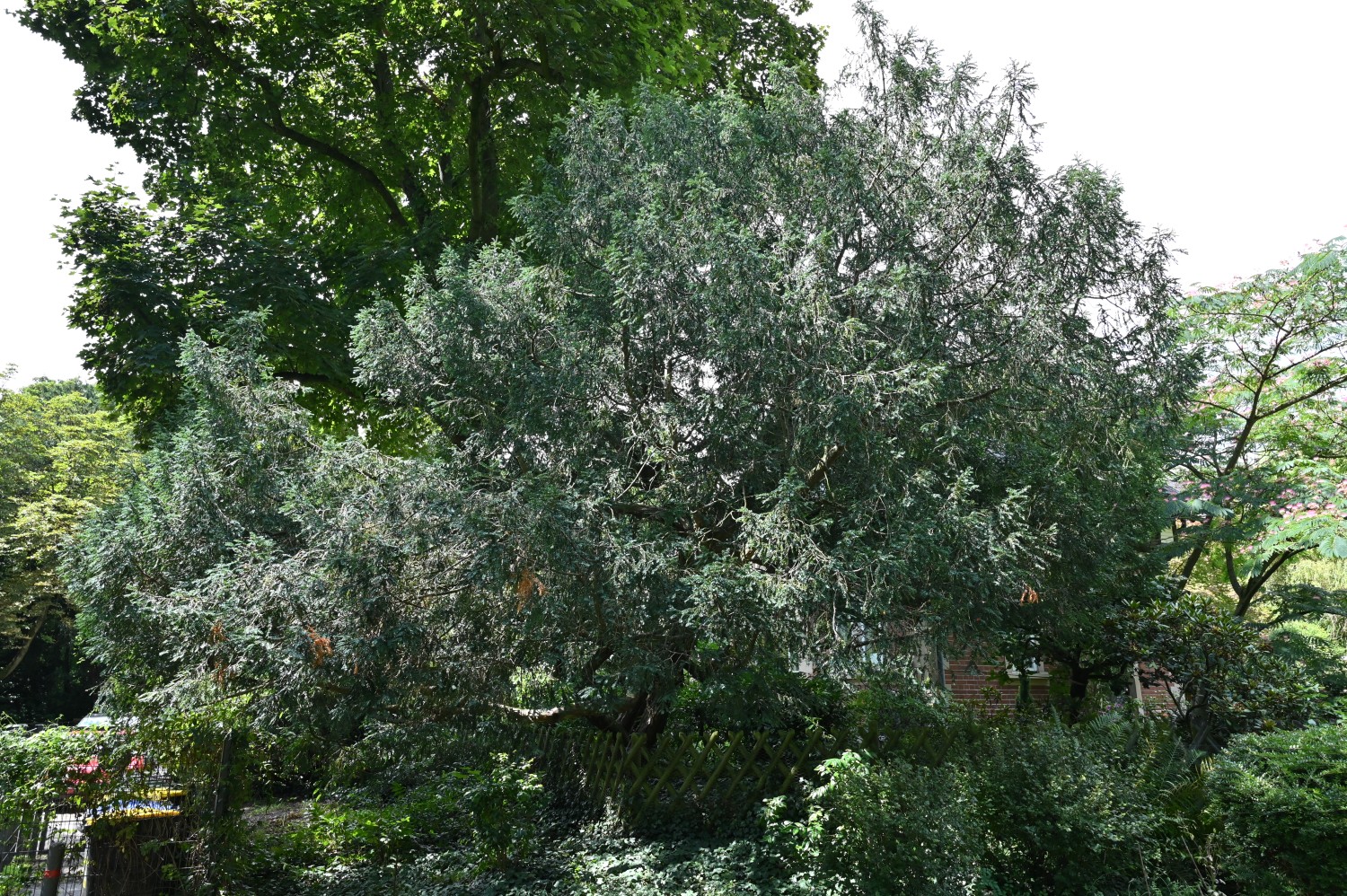 Taxus baccata 'Adpressa' - Frankfurt am Main, Grüneburgpark - Juli 2025