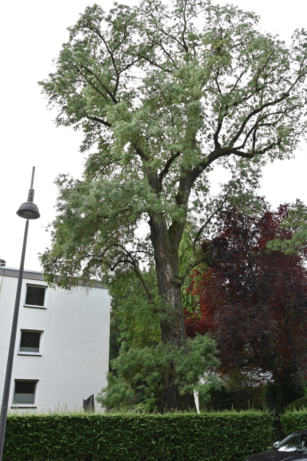 angustifolia Fraxinus subsp. angustifolia