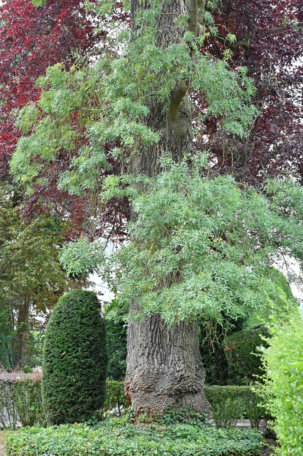 Fraxinus angustifolia - Bad Homburg - Juli 2025