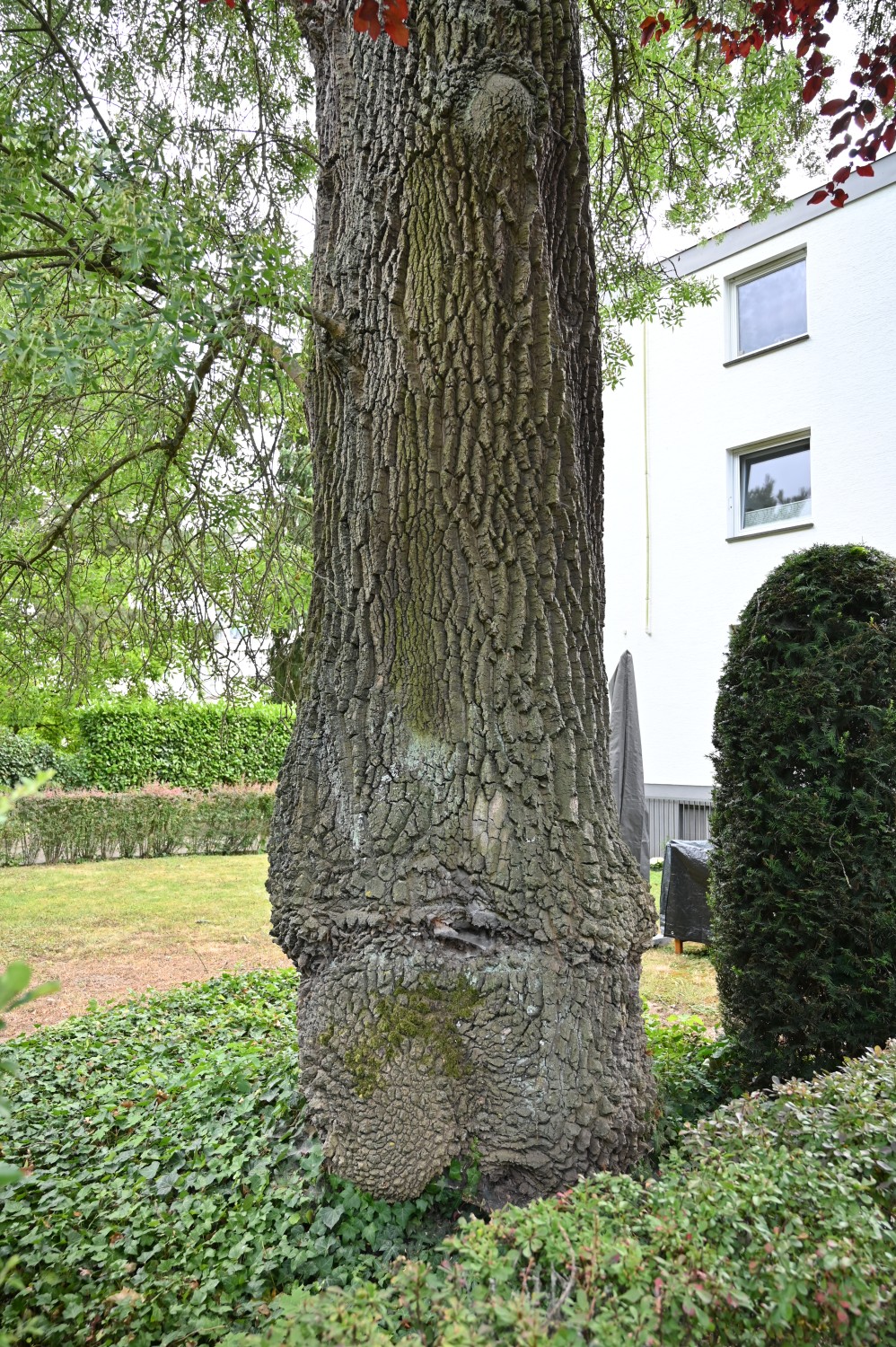 Fraxinus angustifolia - Bad Homburg - Juli 2025