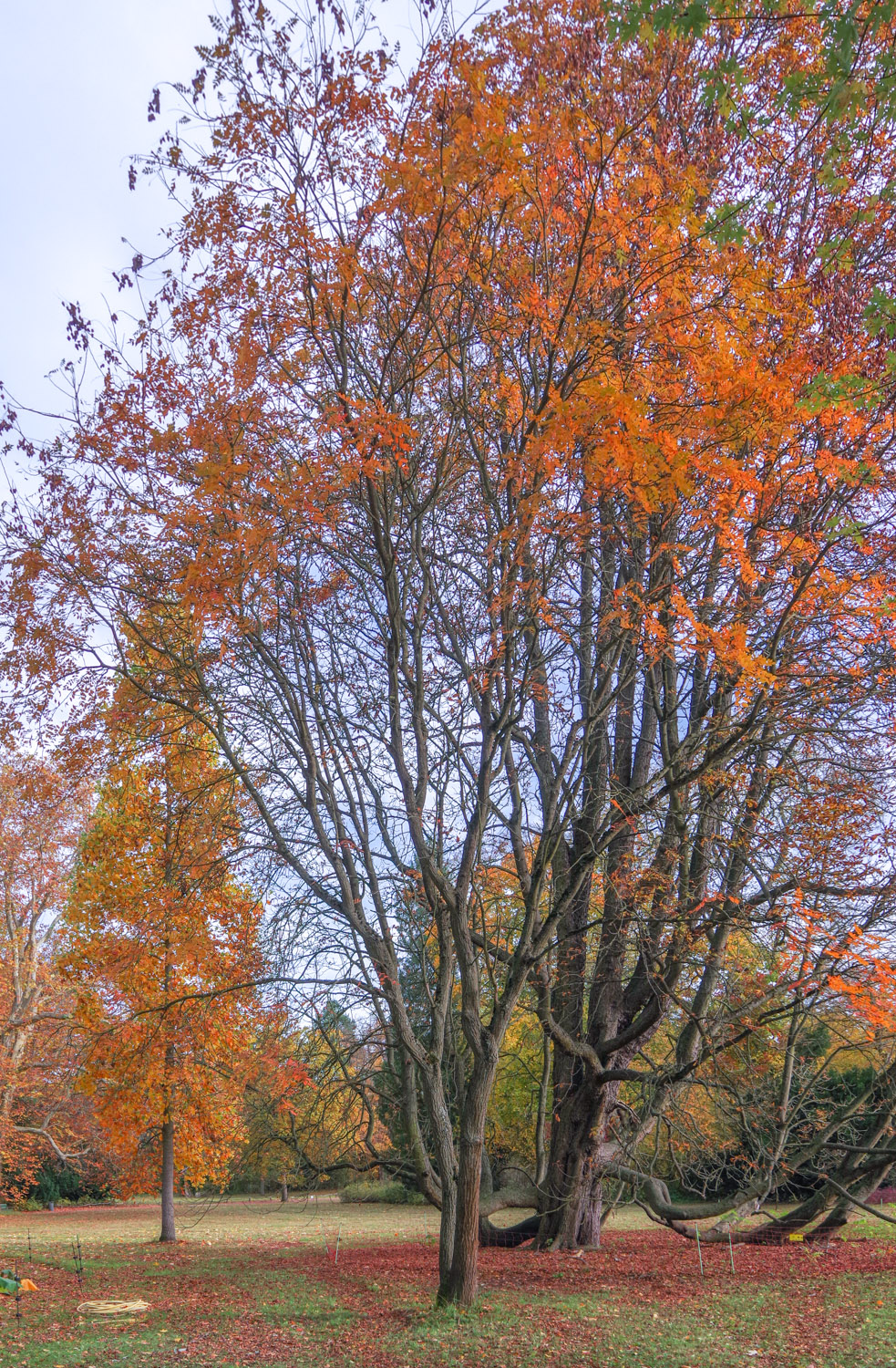 Koelreuteria paniculata