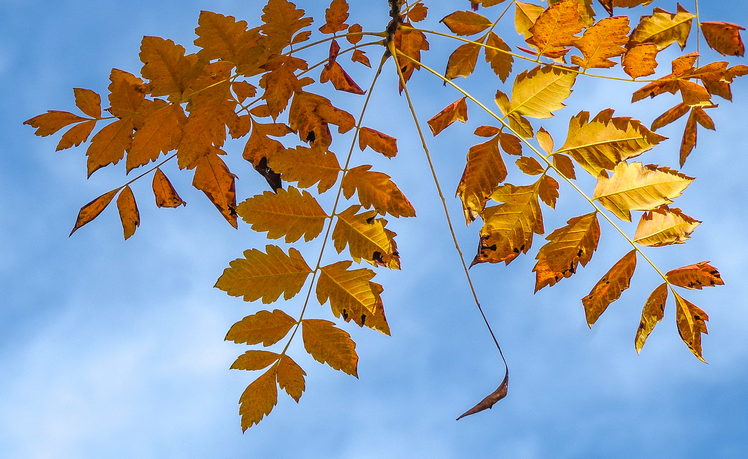Koelreuteris paniculata - Berlin, Pfaueninsel - Oktober 2025
