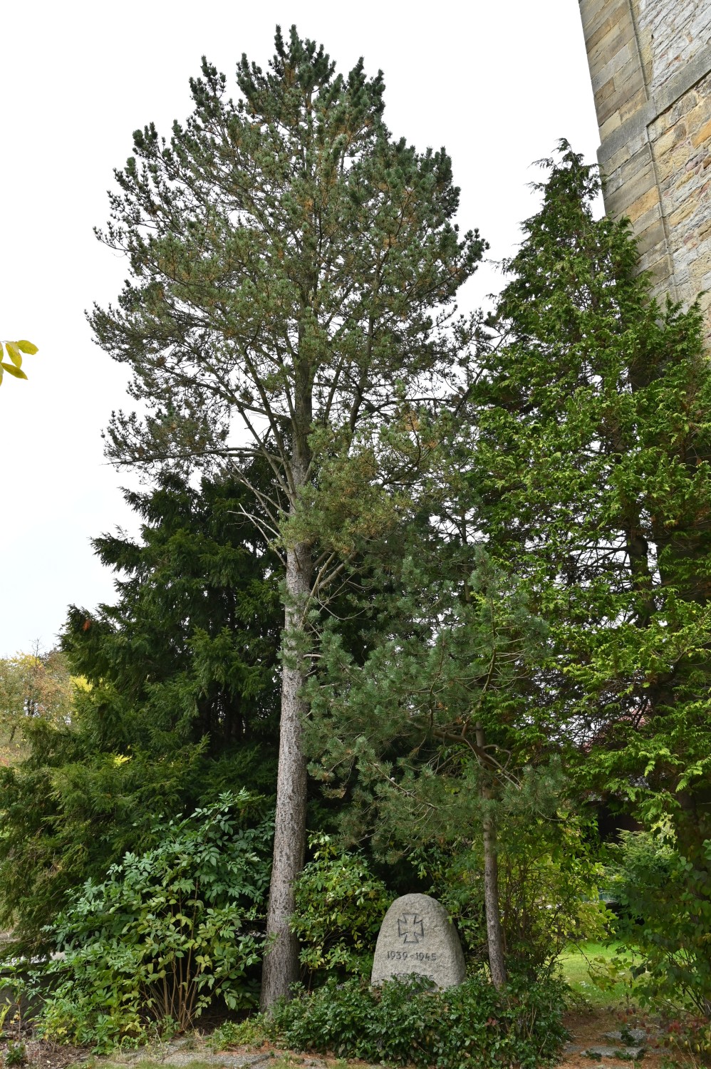 Pinus uncinata - Detfurth, Kriegerdenkmal an der Kirche - Oktober 2025