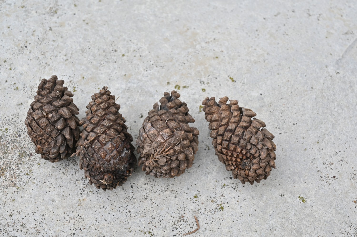 Pinus uncinata - Detfurth, Kriegerdenkmal an der Kirche - Oktober 2025