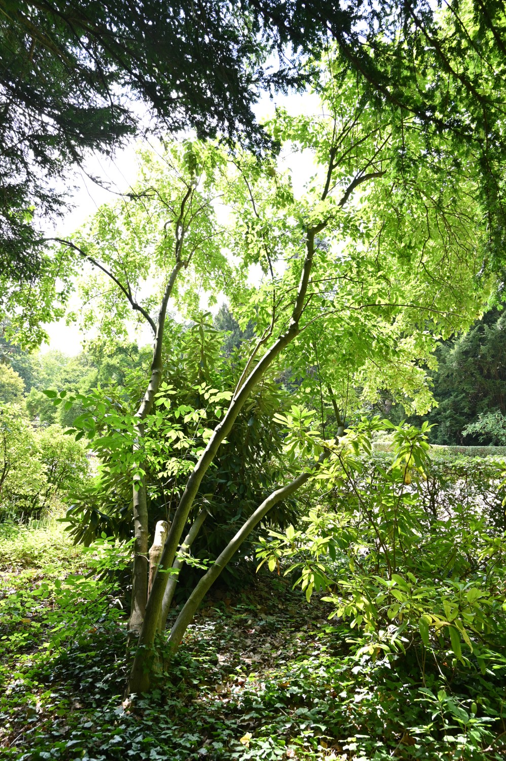 pinnata Staphylea
