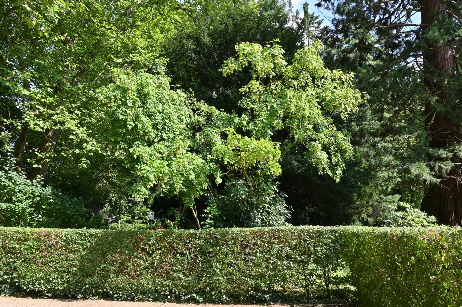 Staphylea pinnata - Bad Homburg, Kurpark - Juli 2025