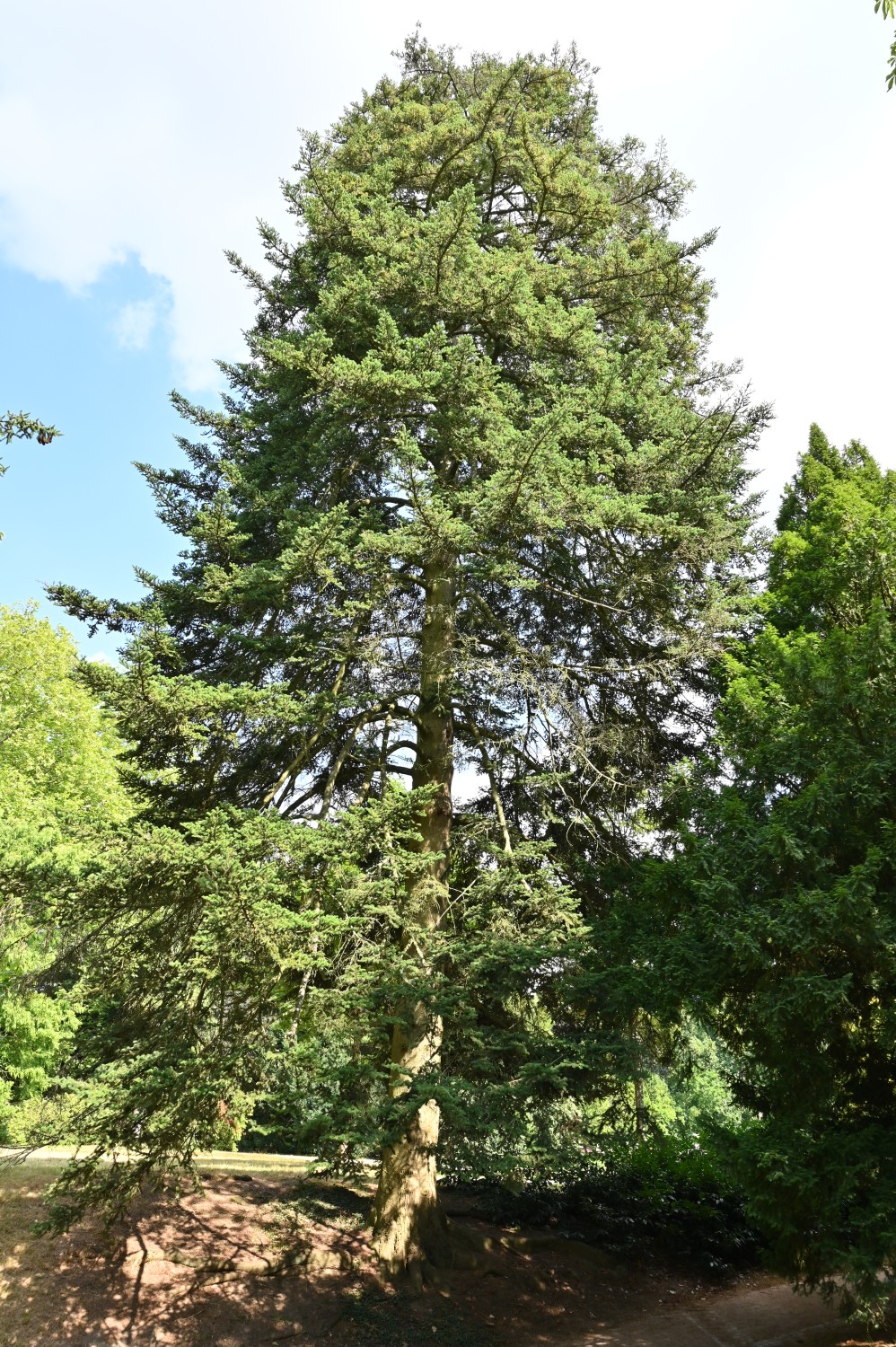 Abies homolepis