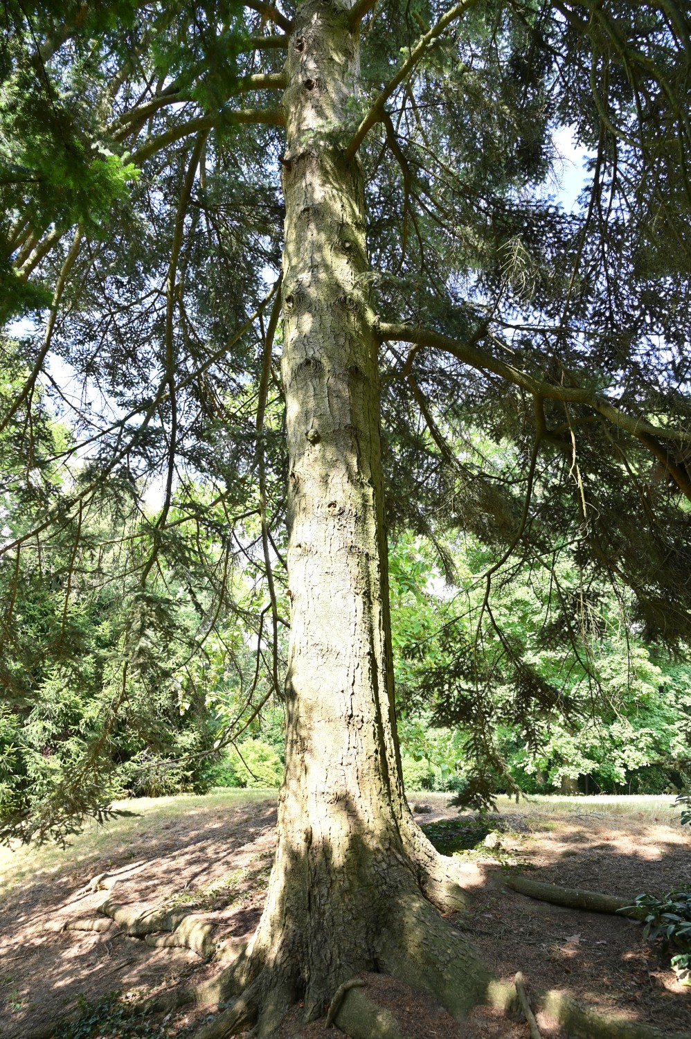 Abies homolepis - Bad Homburg, Kurpark - Juli 2025