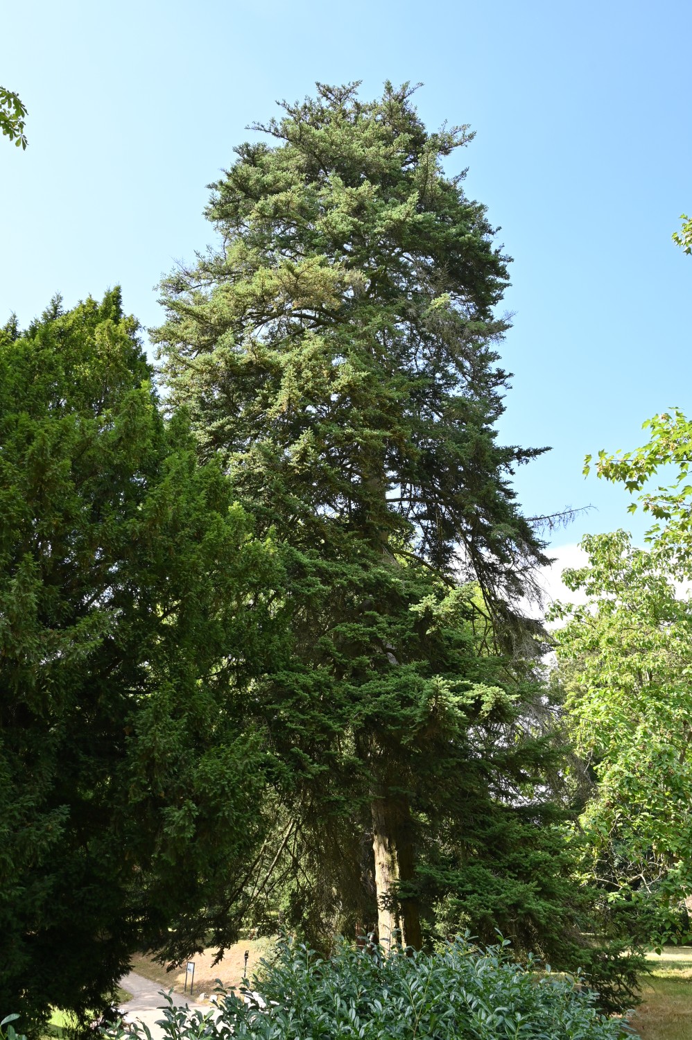 Abies homolepis - Bad Homburg, Kurpark - Juli 2025