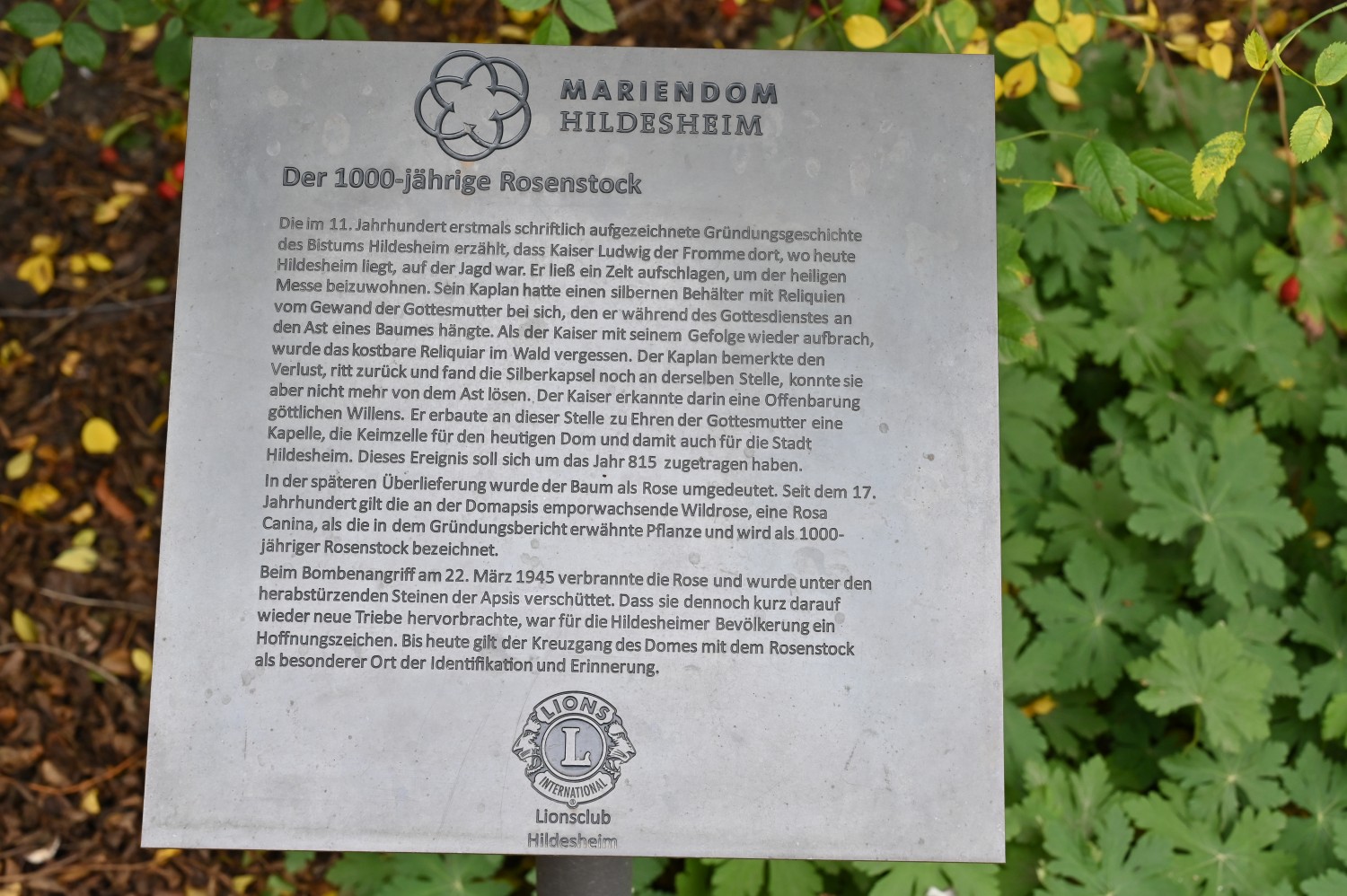 Rosa canina - Tausendjähriger Rosenstock in Heldesheim - Oktober 2025