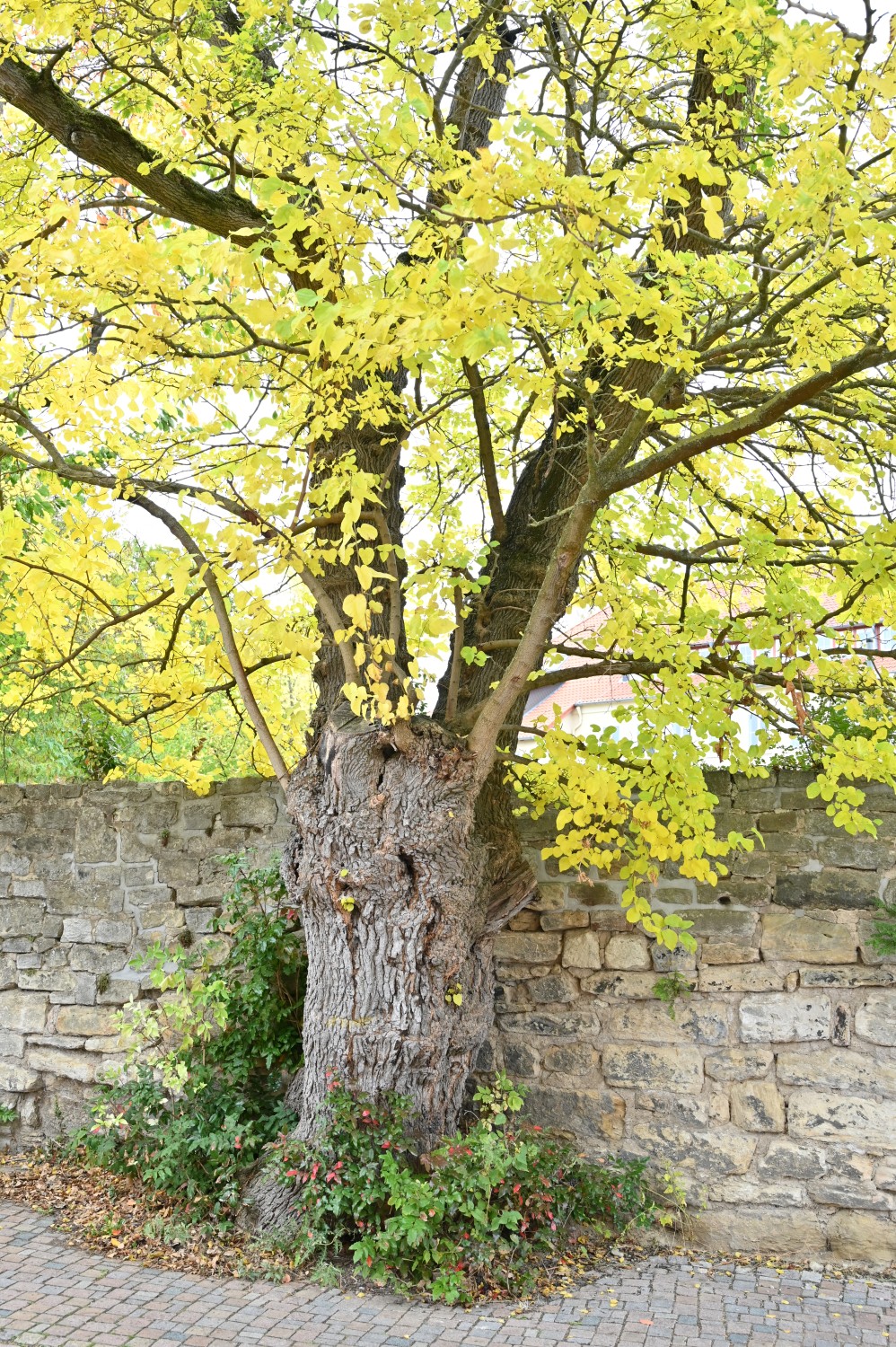 Moraus alba - Hildesheim, St. Michaelis - Oktober 2025