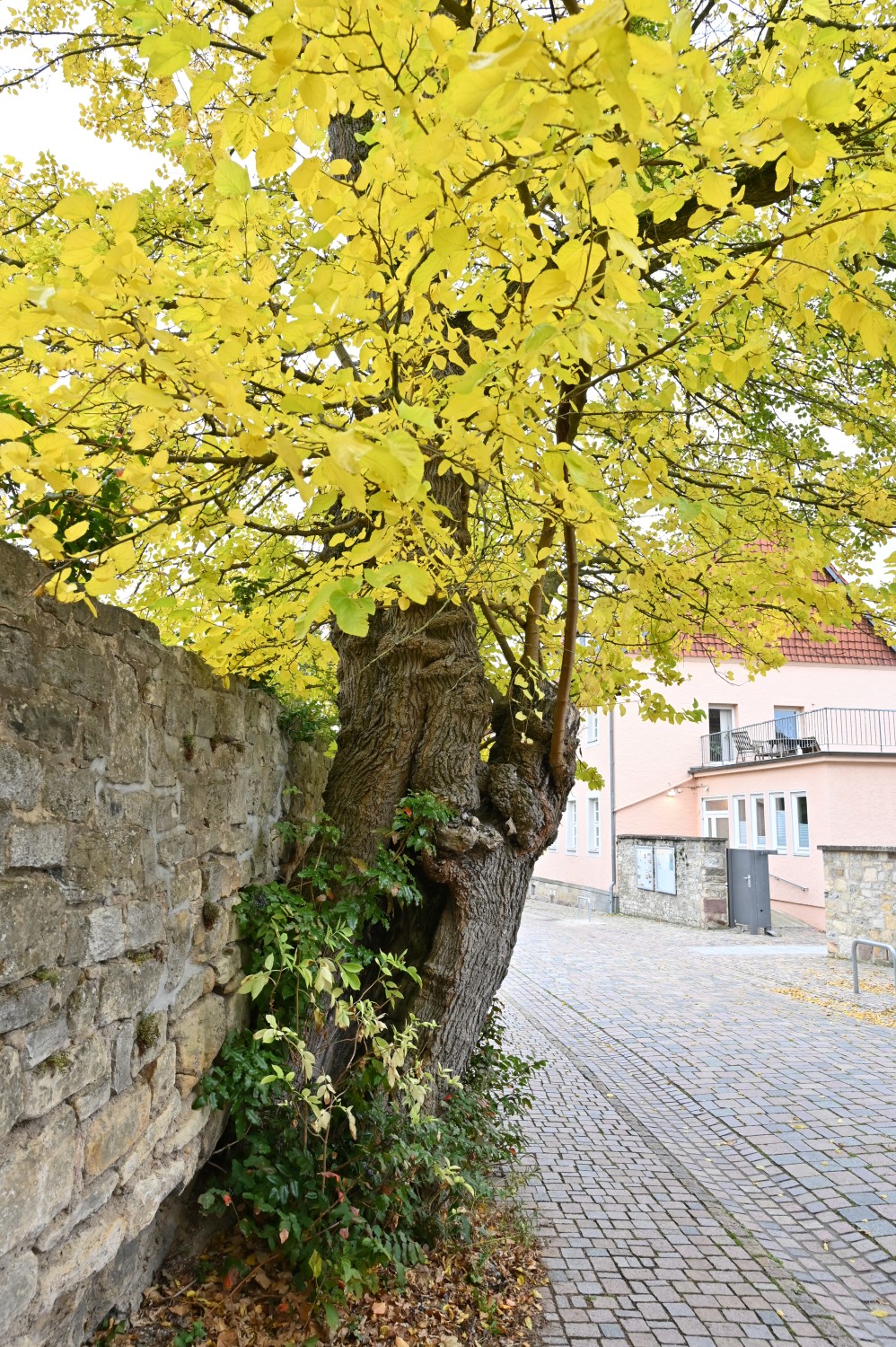 Moraus alba - Hildesheim, St. Michaelis - Oktober 2025