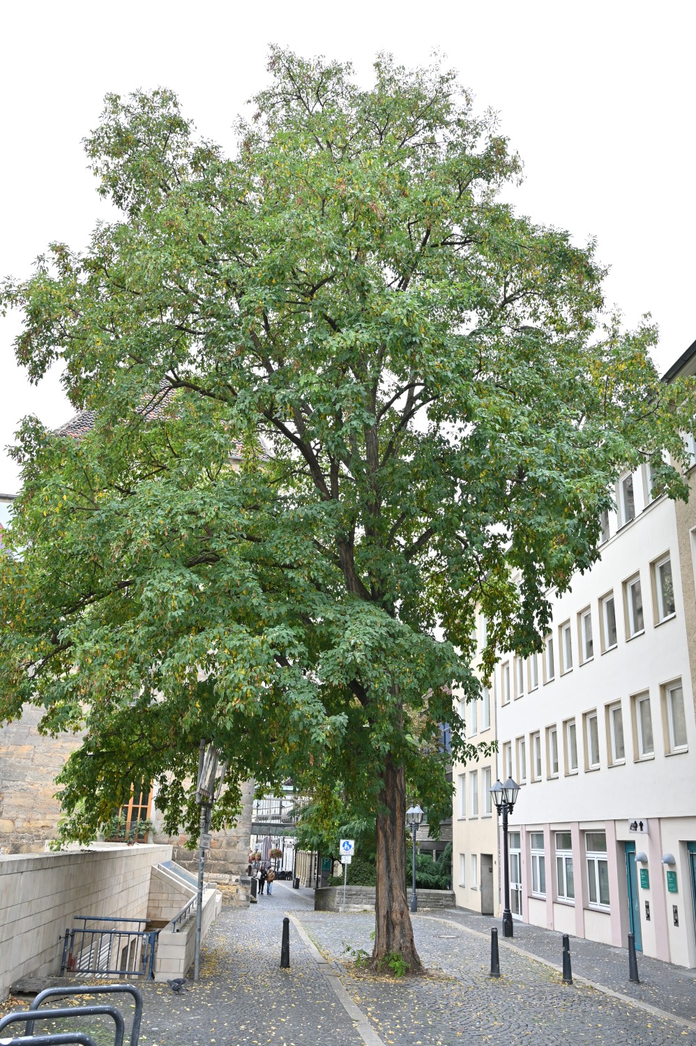 Robinia pseudoacacia 'Unifoliola' - Hildesheim Innenstadt - Oktober 2025