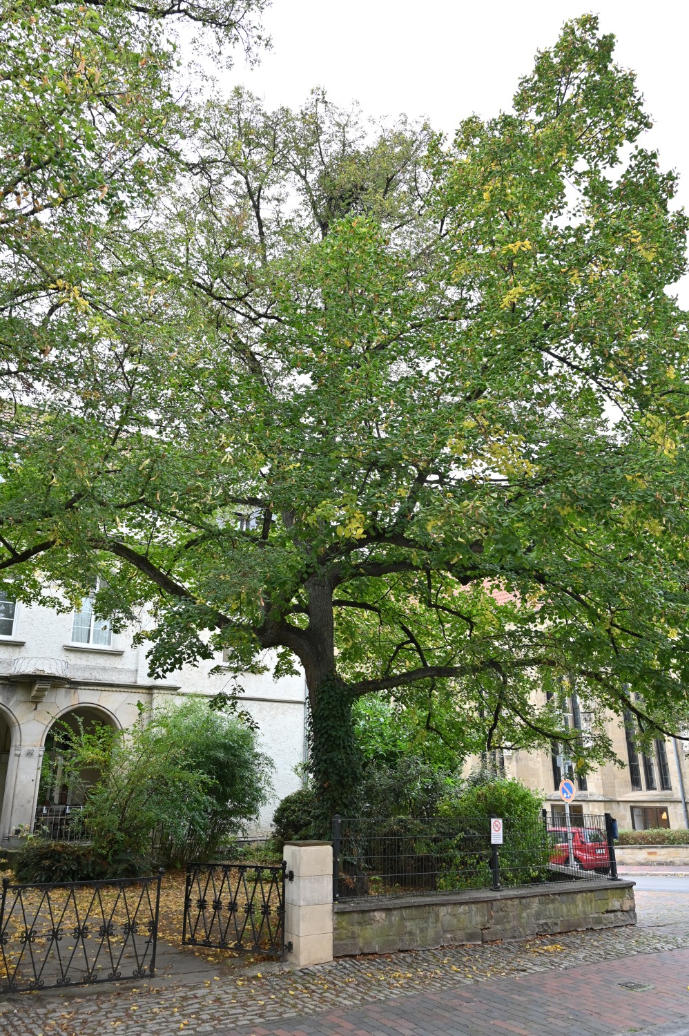 Tilia platyphyllos 'Laciniata' - Hildesheim - Oktober 2025