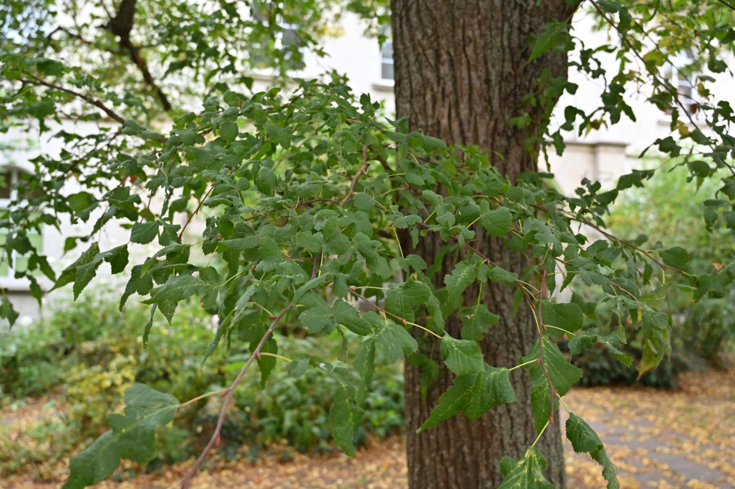 Tilia platyphyllos 'Laciniata' - Hildesheim - Oktober 2025