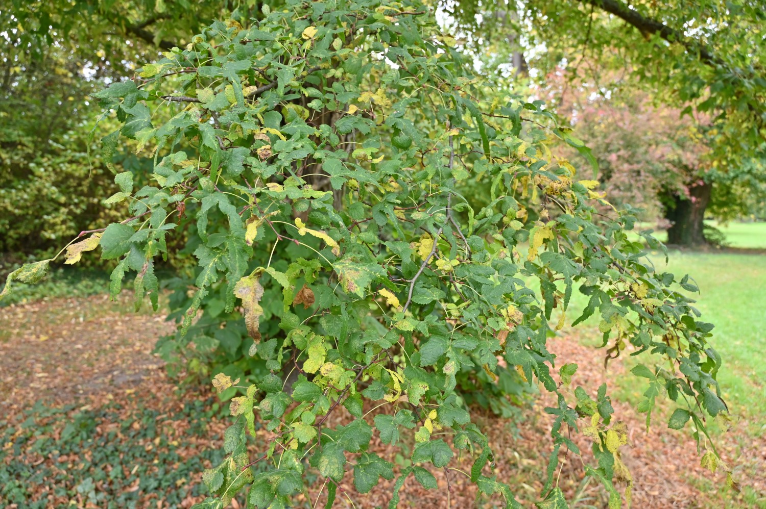 Tilia platyphyllos 'Laciniata' - Bodenburg, Schlosspark - Oktober 2025