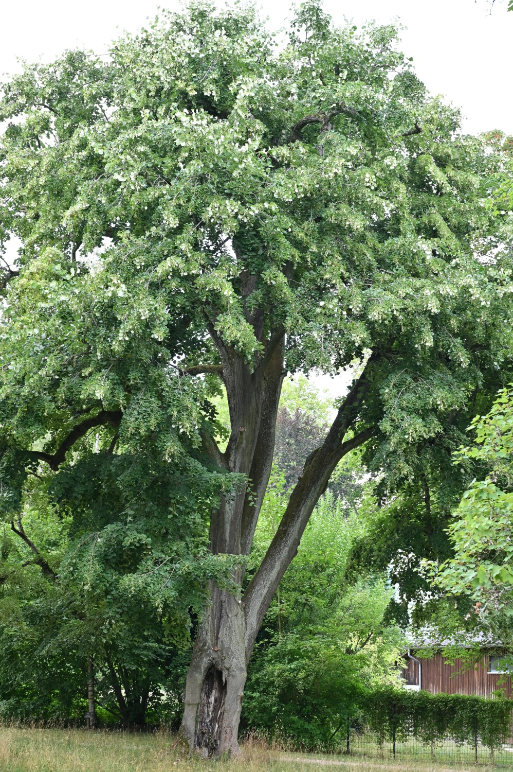 'Petiolaris' Tilia tomentosa