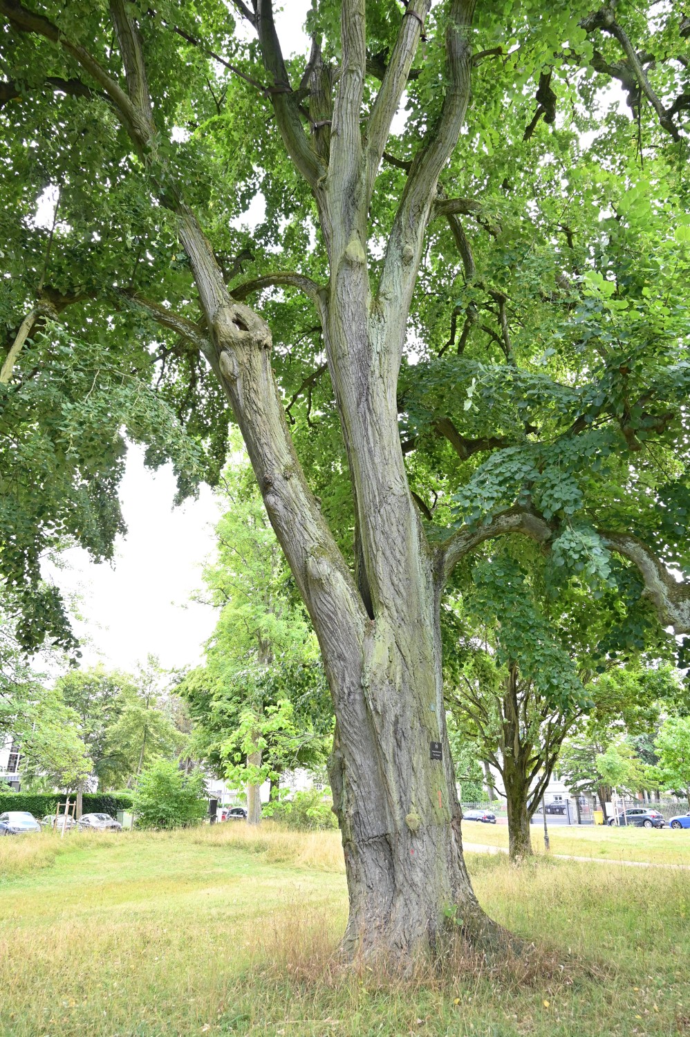 Tilia tomentosa 'Petiolaris' - Bad Homburg, Kurpark - Juli 2025