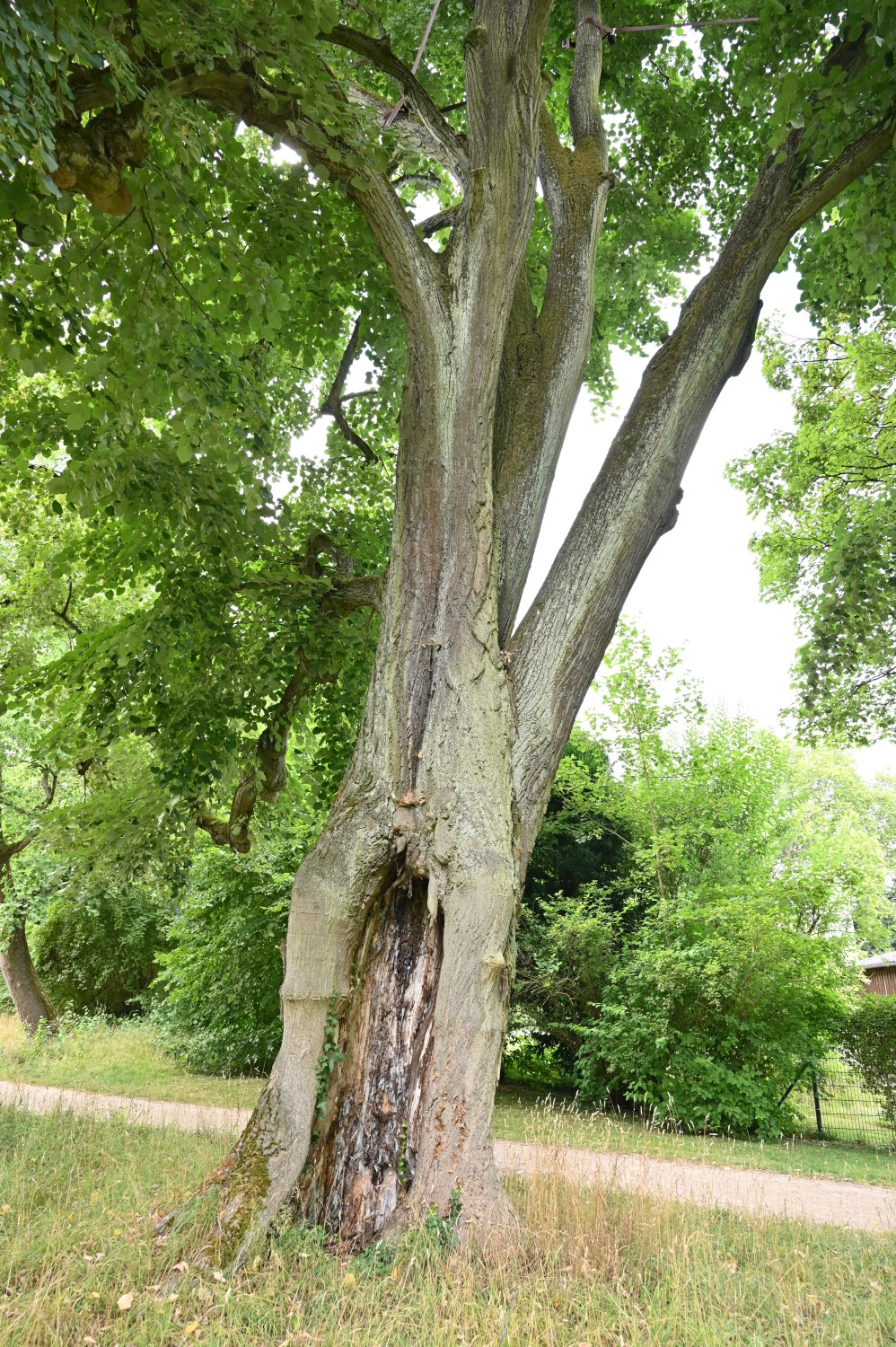 Tilia tomentosa 'Petiolaris' - Bad Homburg, Kurpark - Juli 2025