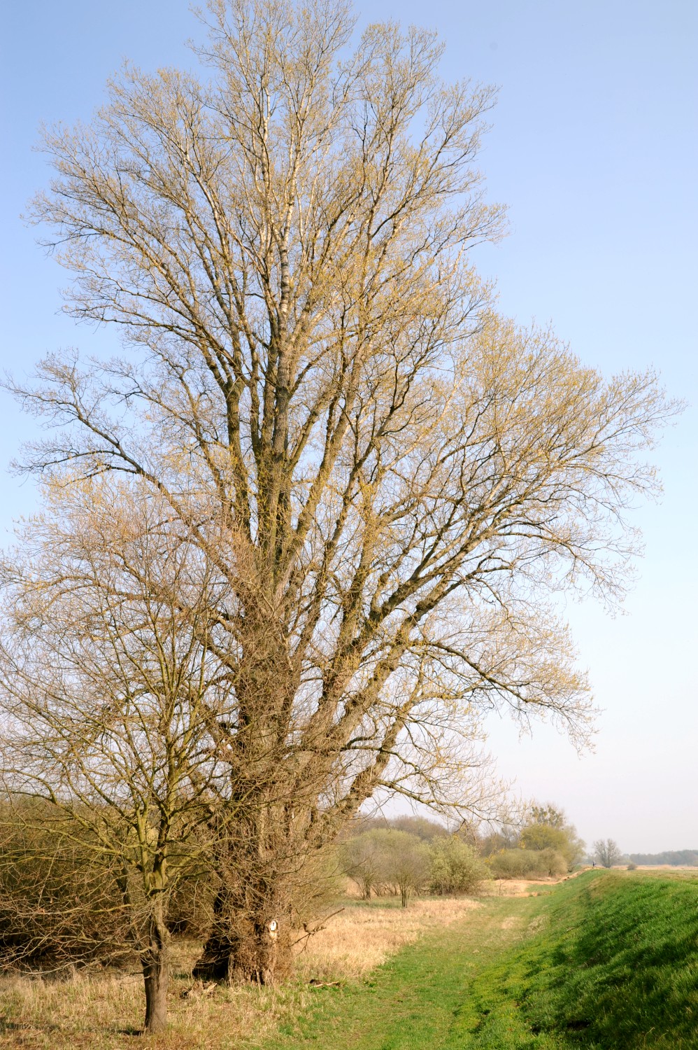 Populus nigra - Hemsendorf - März 2014