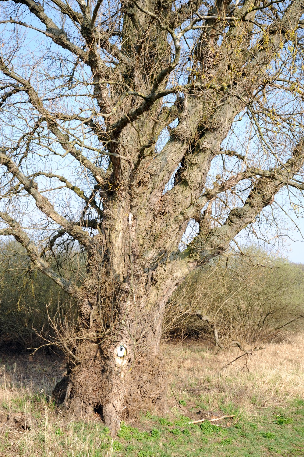 Populus nigra - Hemsendorf - März 2014