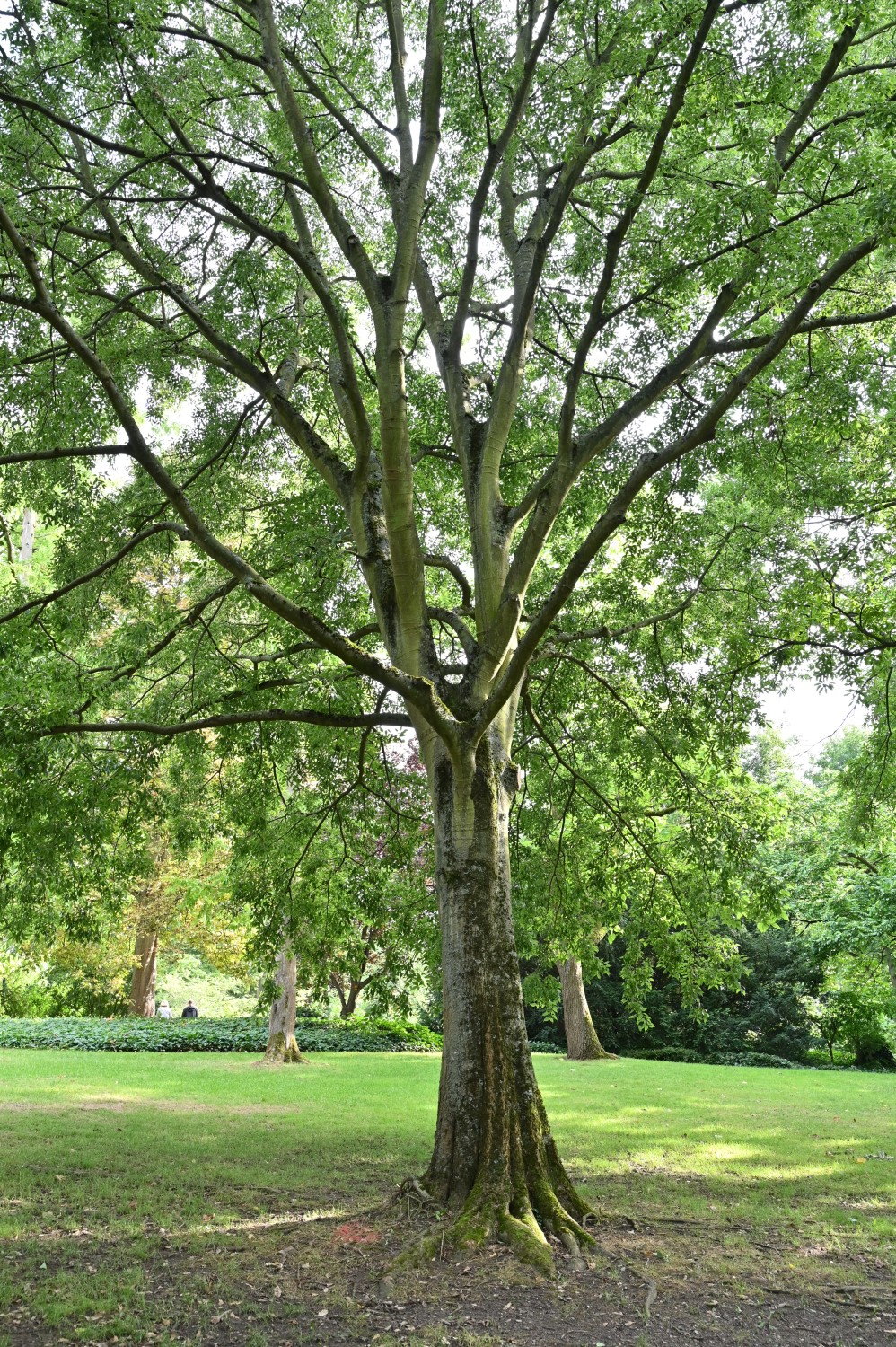 australis Celtis