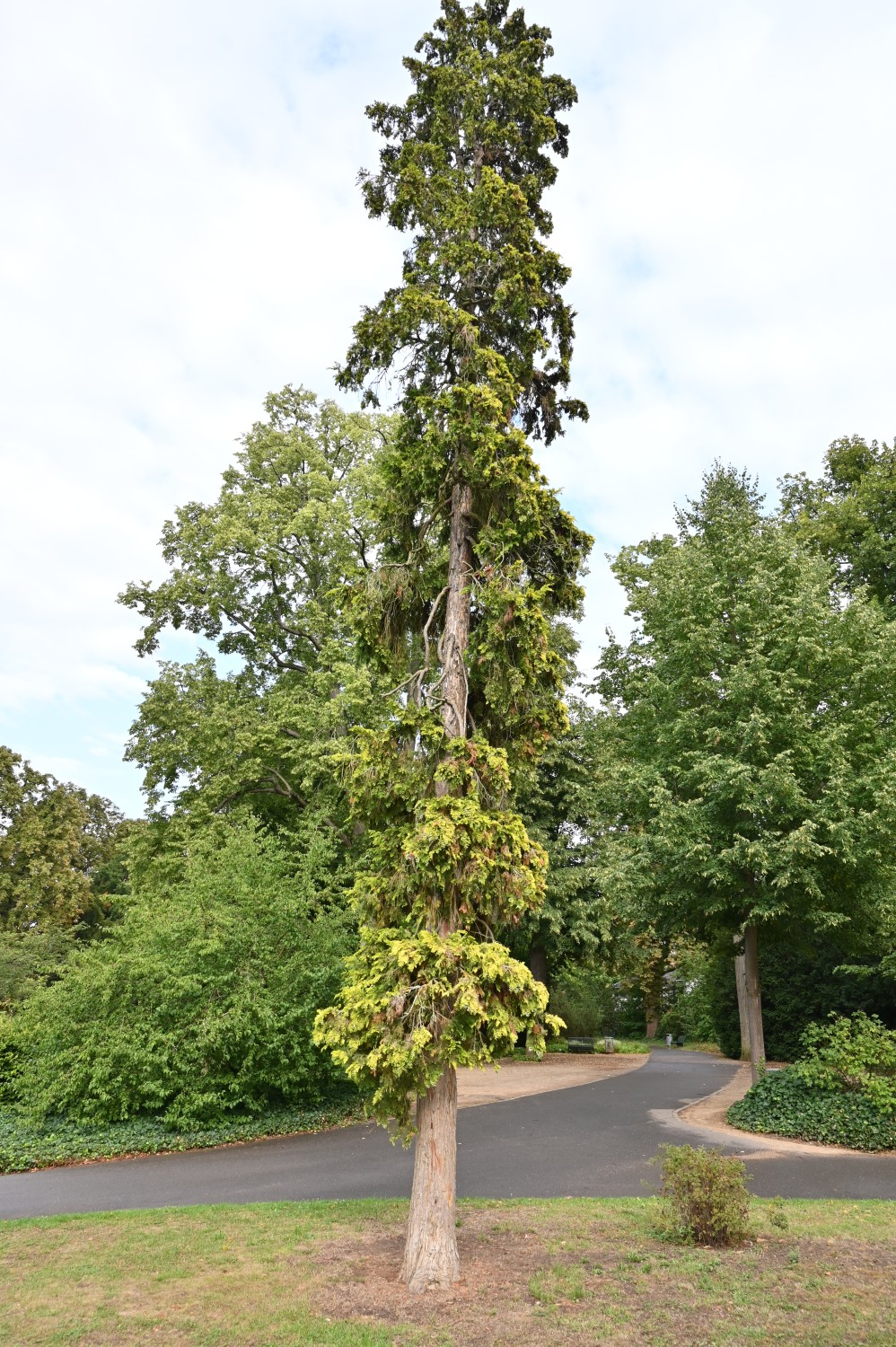 'Lutea' Chamaecyparis lawsoniana
