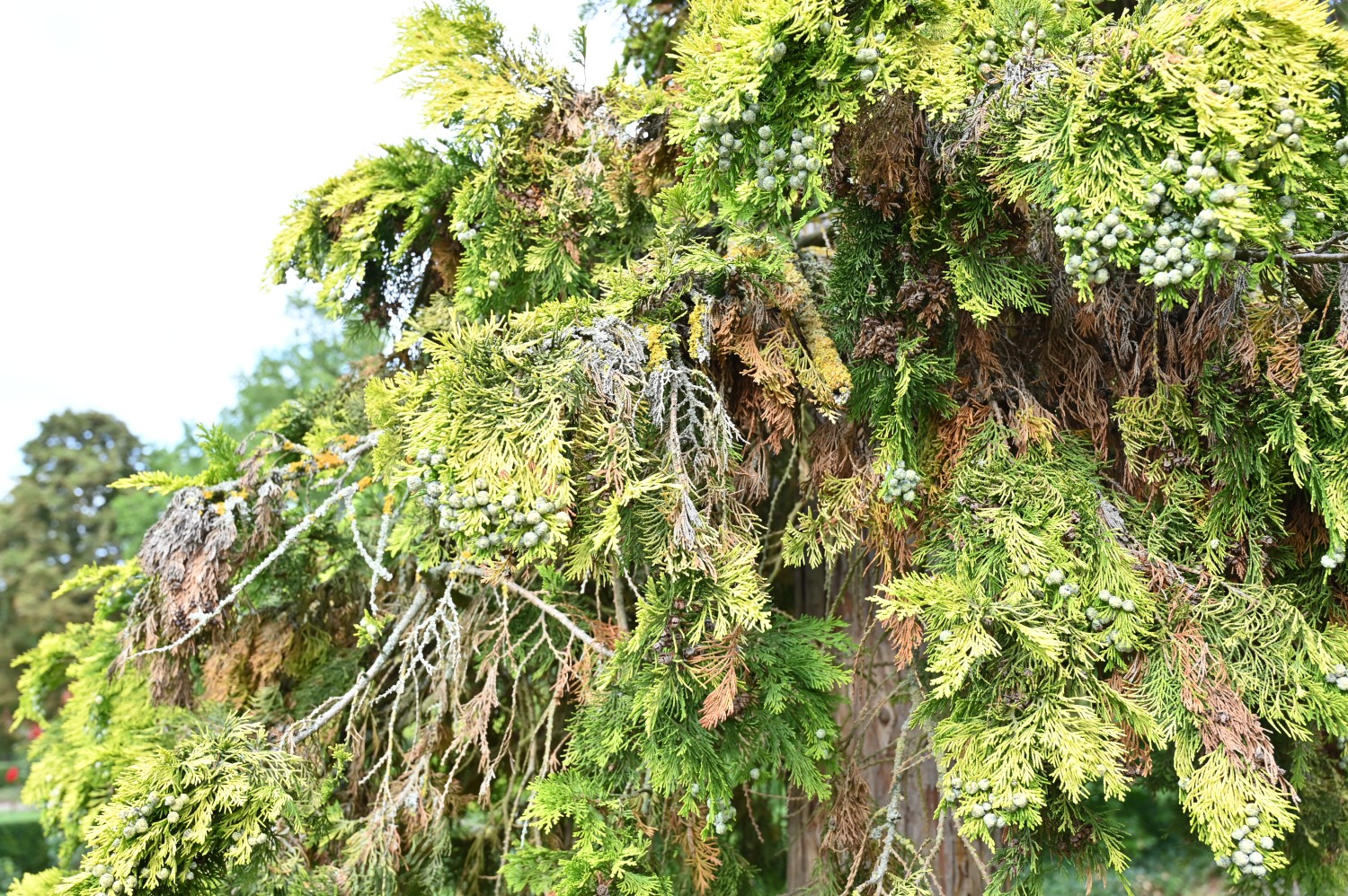 Chamaecyparis lawsoniana 'Lutea' - Mainz, Stadtpark - Juli 2025