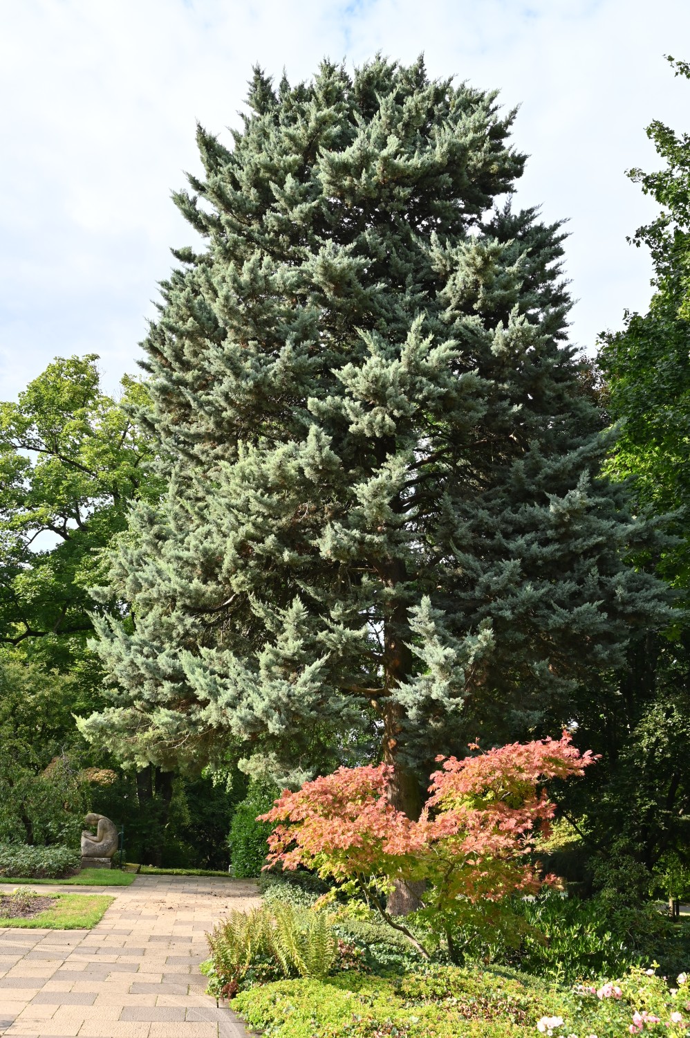 bakeri Cupressus