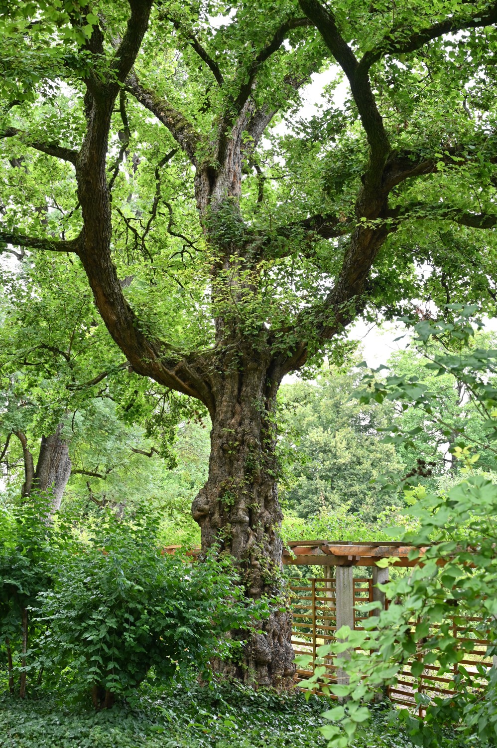 Acer campestre - Mainz, Stadtpark - Juli 2025