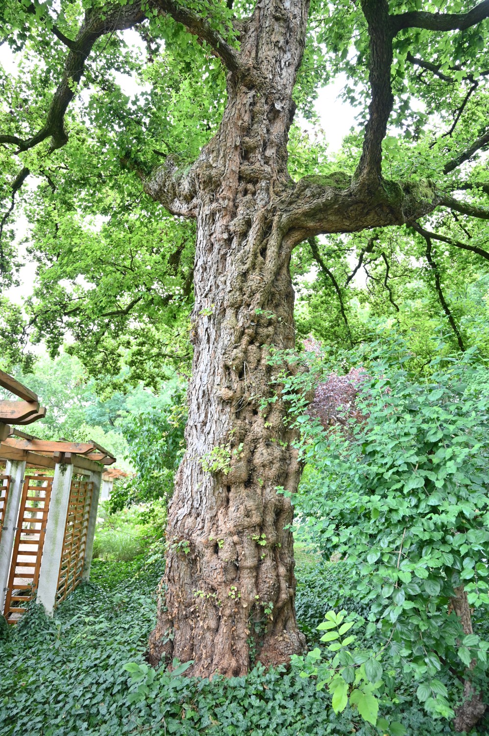 Acer campestre - Mainz, Stadtpark - Juli 2025