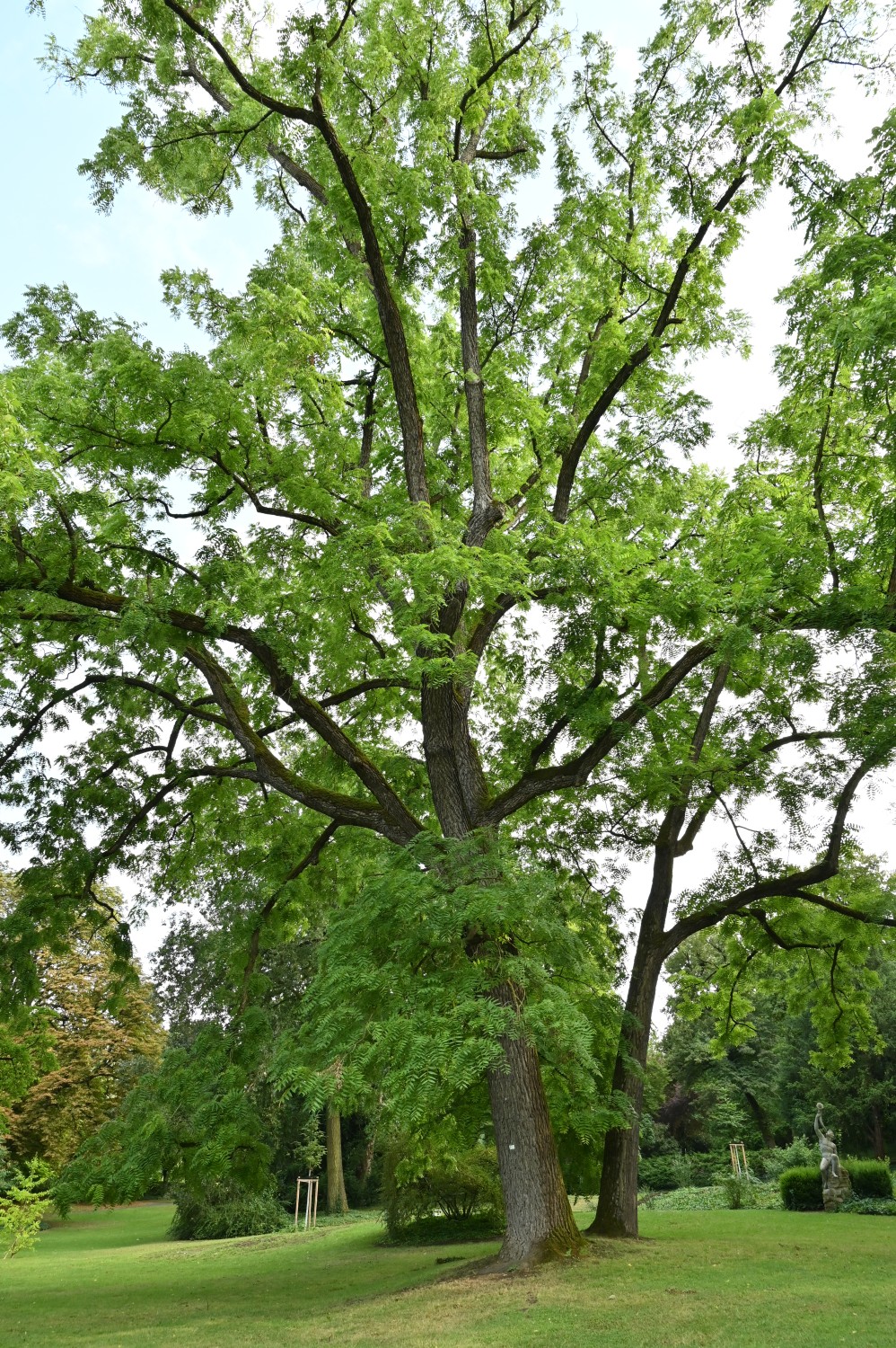 Juglans nigra