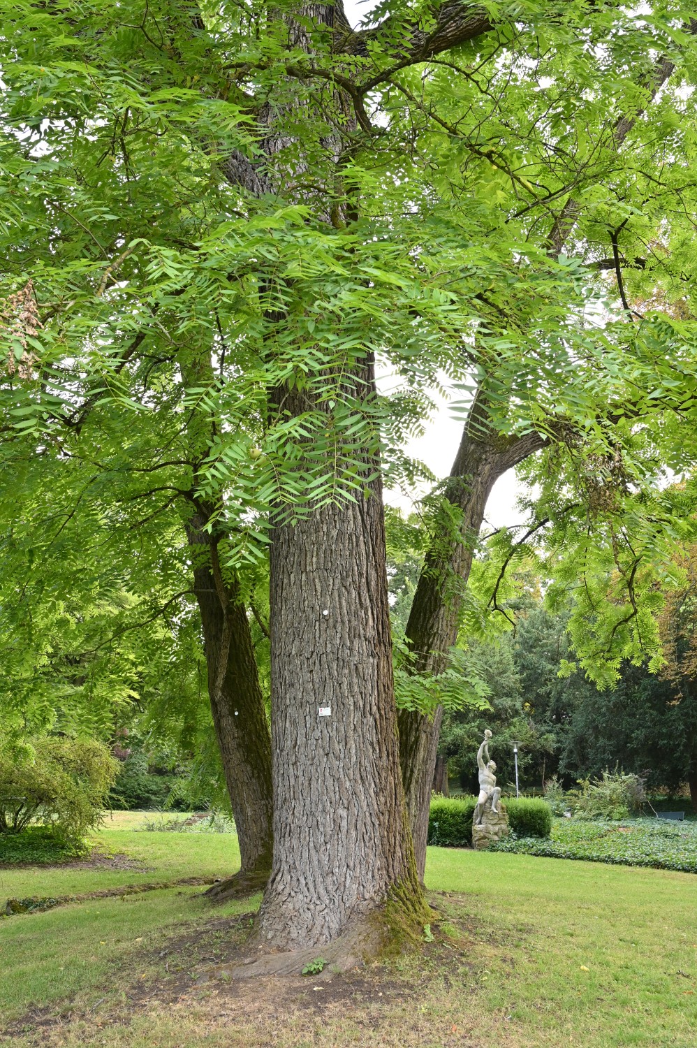 Juglans nigra - Mainz, Stadtpark - Juli 2025