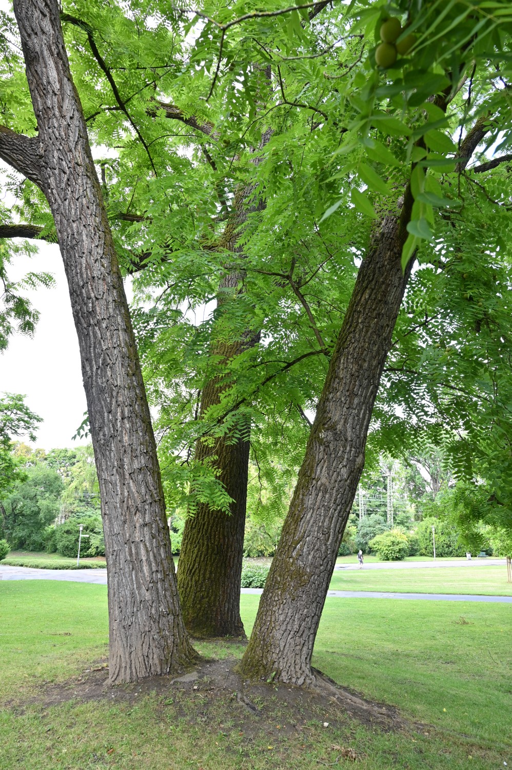Juglans nigra - Mainz, Stadtpark - Juli 2025