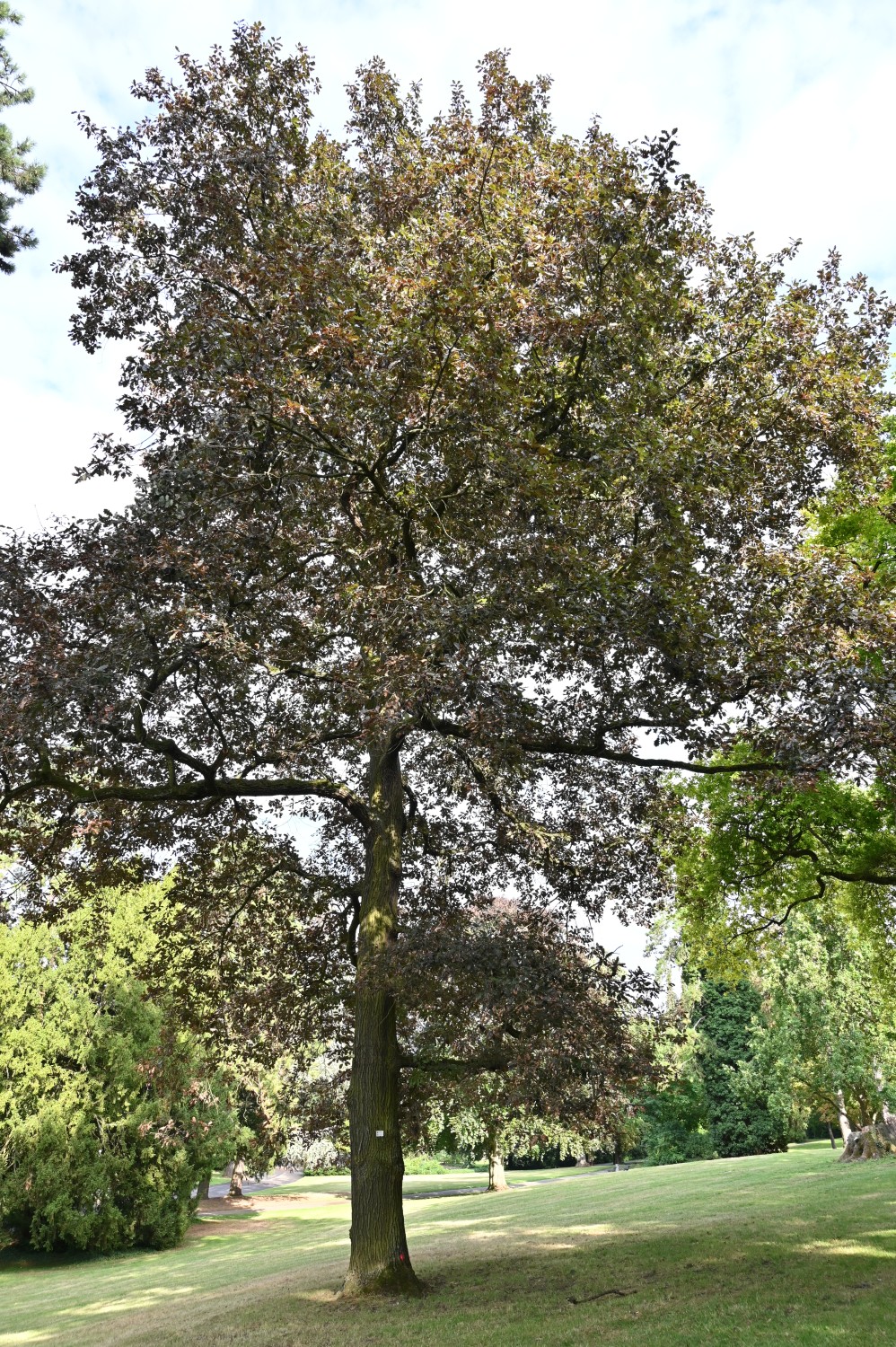 'Purpurea' petraea Quercus