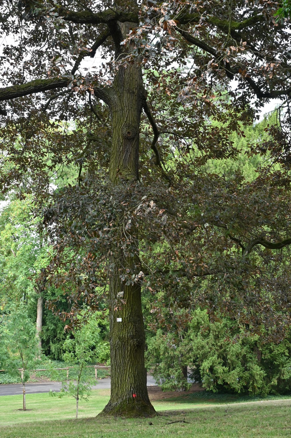 Quercus petraea 'Purpurea' - Mainz, Stadtpark - Juli 2025