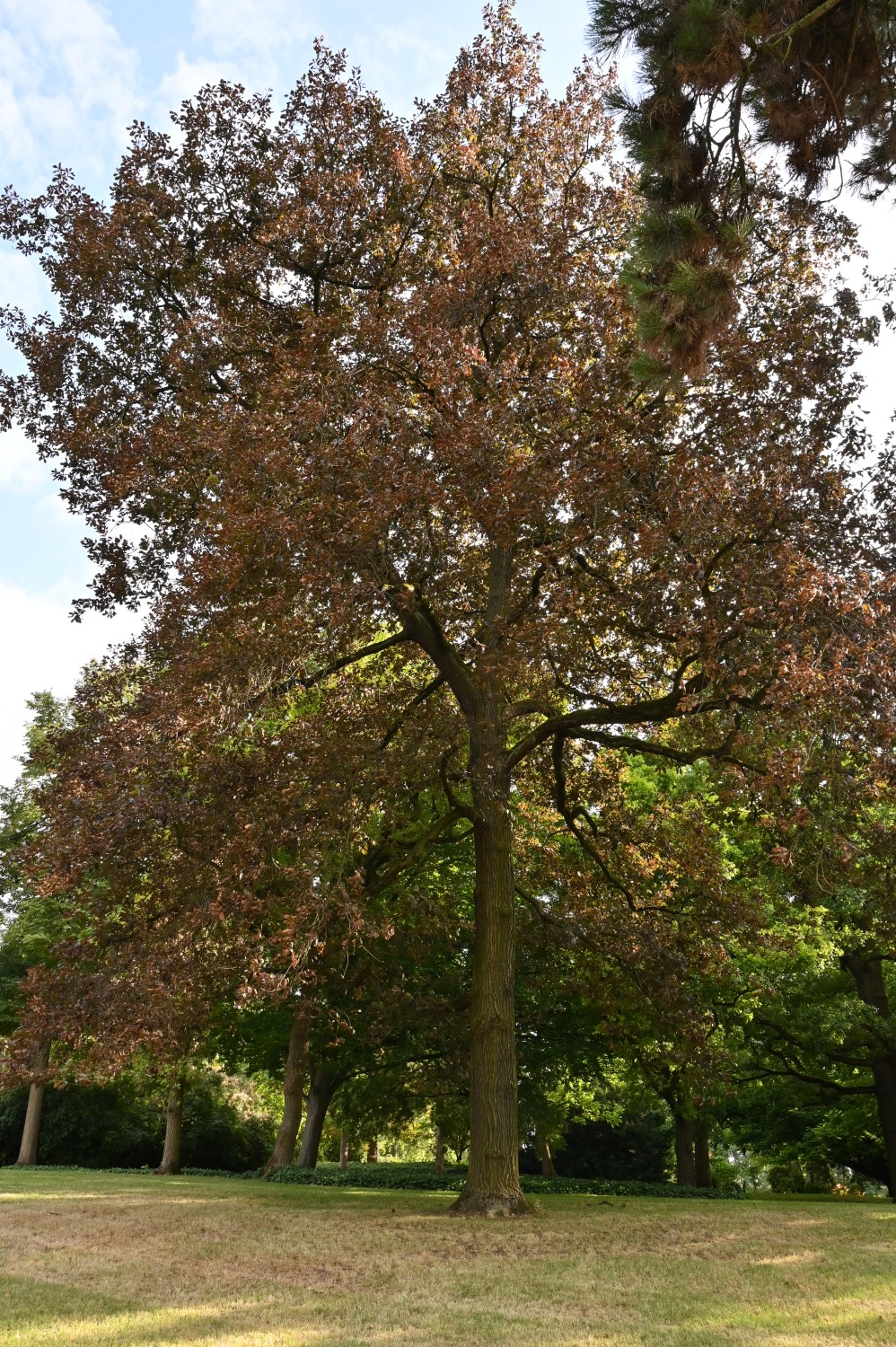 Quercus petraea 'Purpurea' - Mainz, Stadtpark - Juli 2025