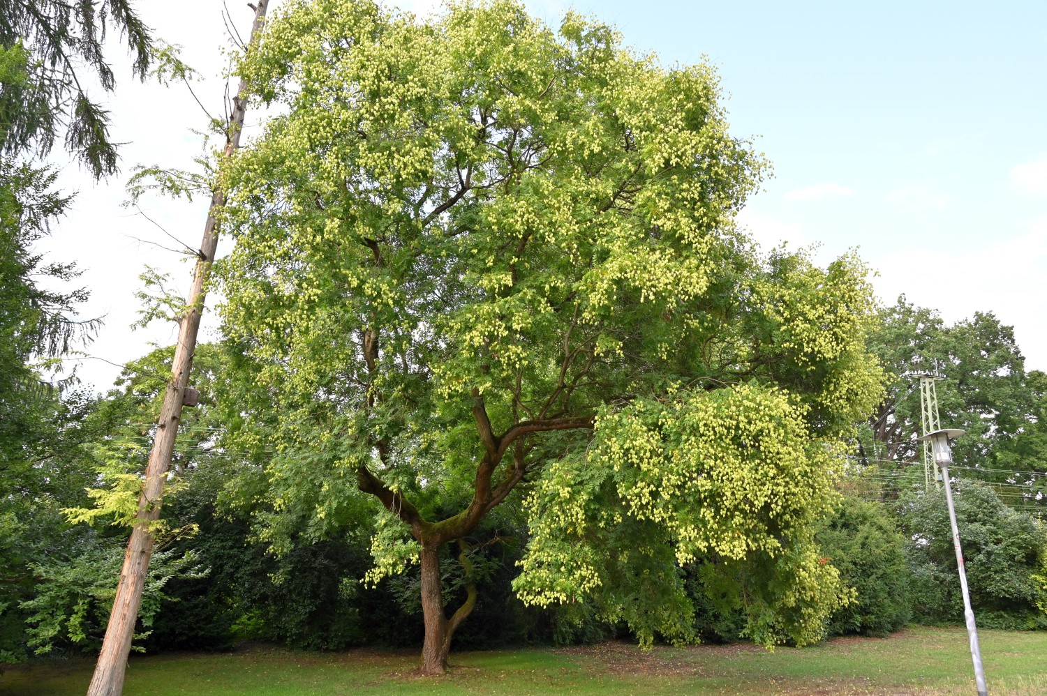 Koelreuteria paniculata