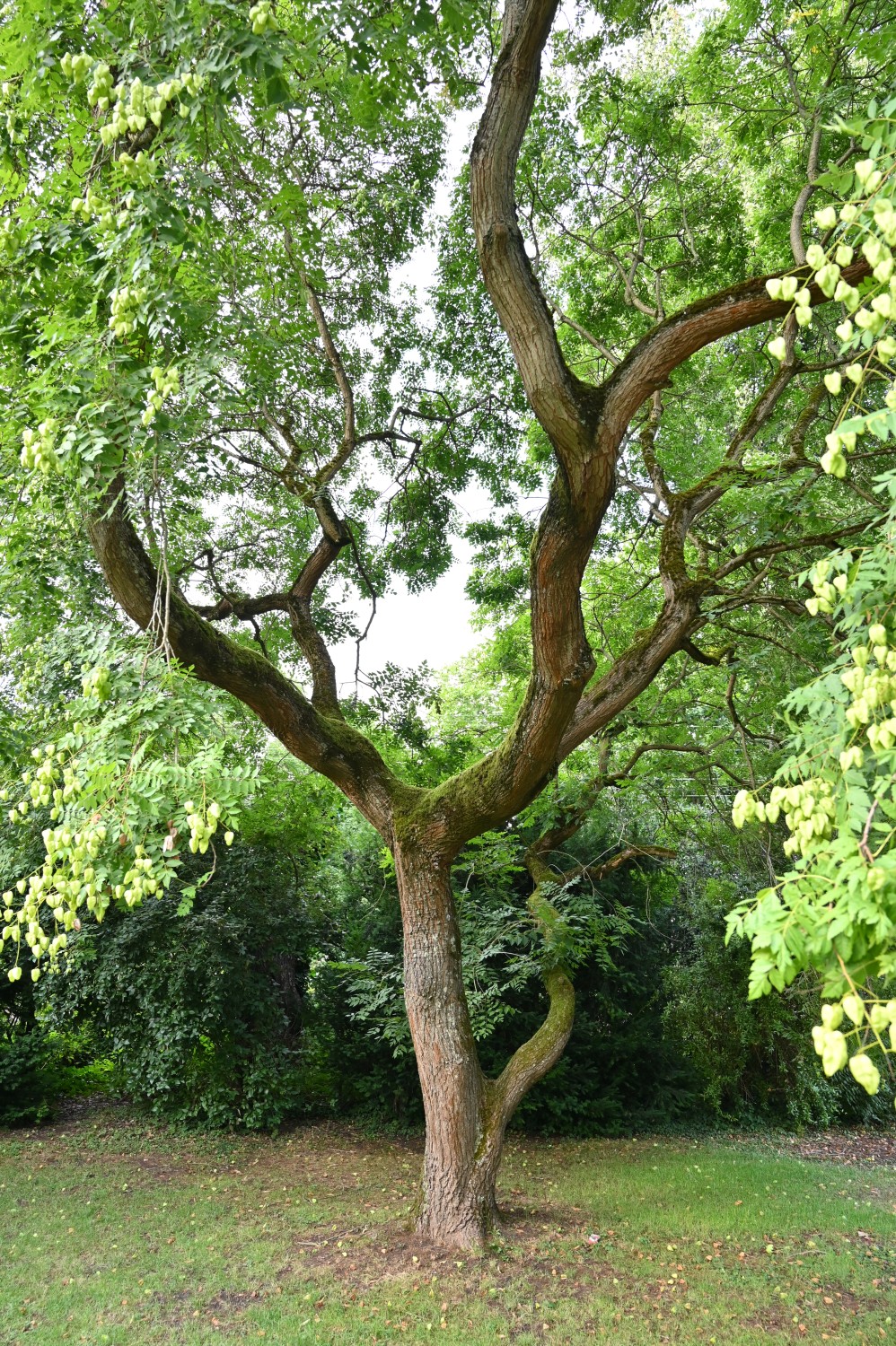 Koelreuteria paniculata - Mainz, Stadtpark - Juli 2025
