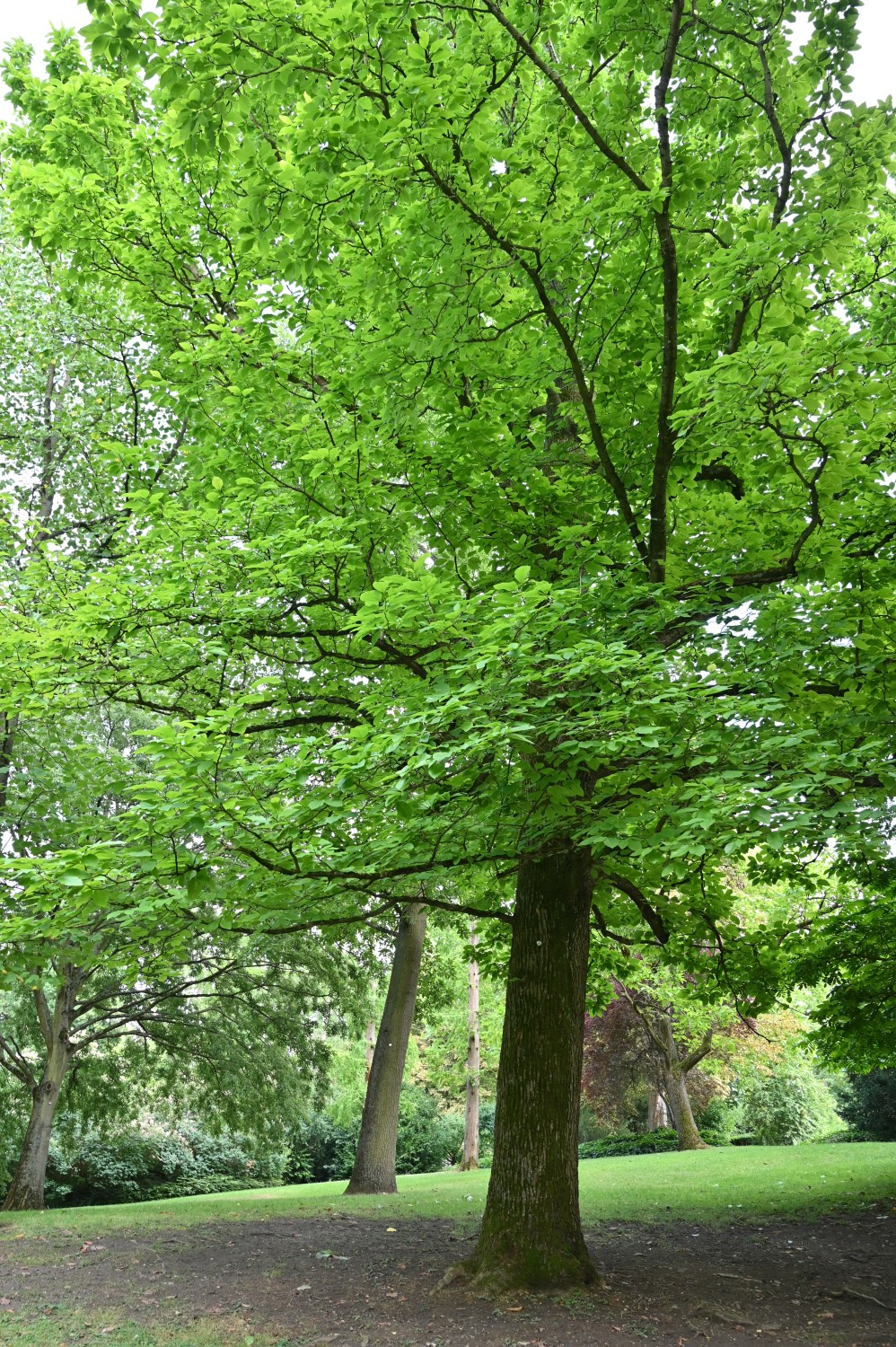 acuminata Magnolia