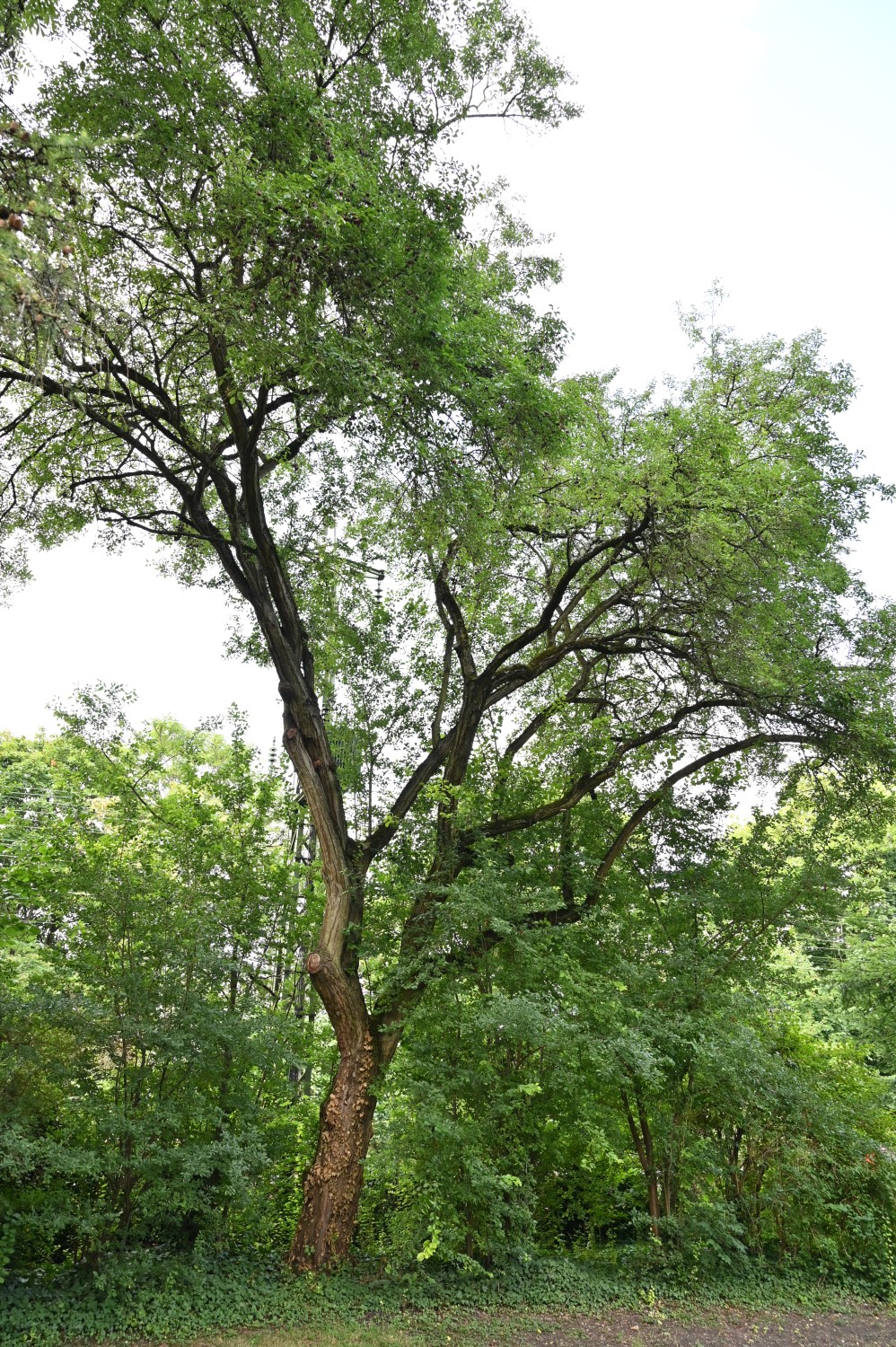 cerasifera Prunus
