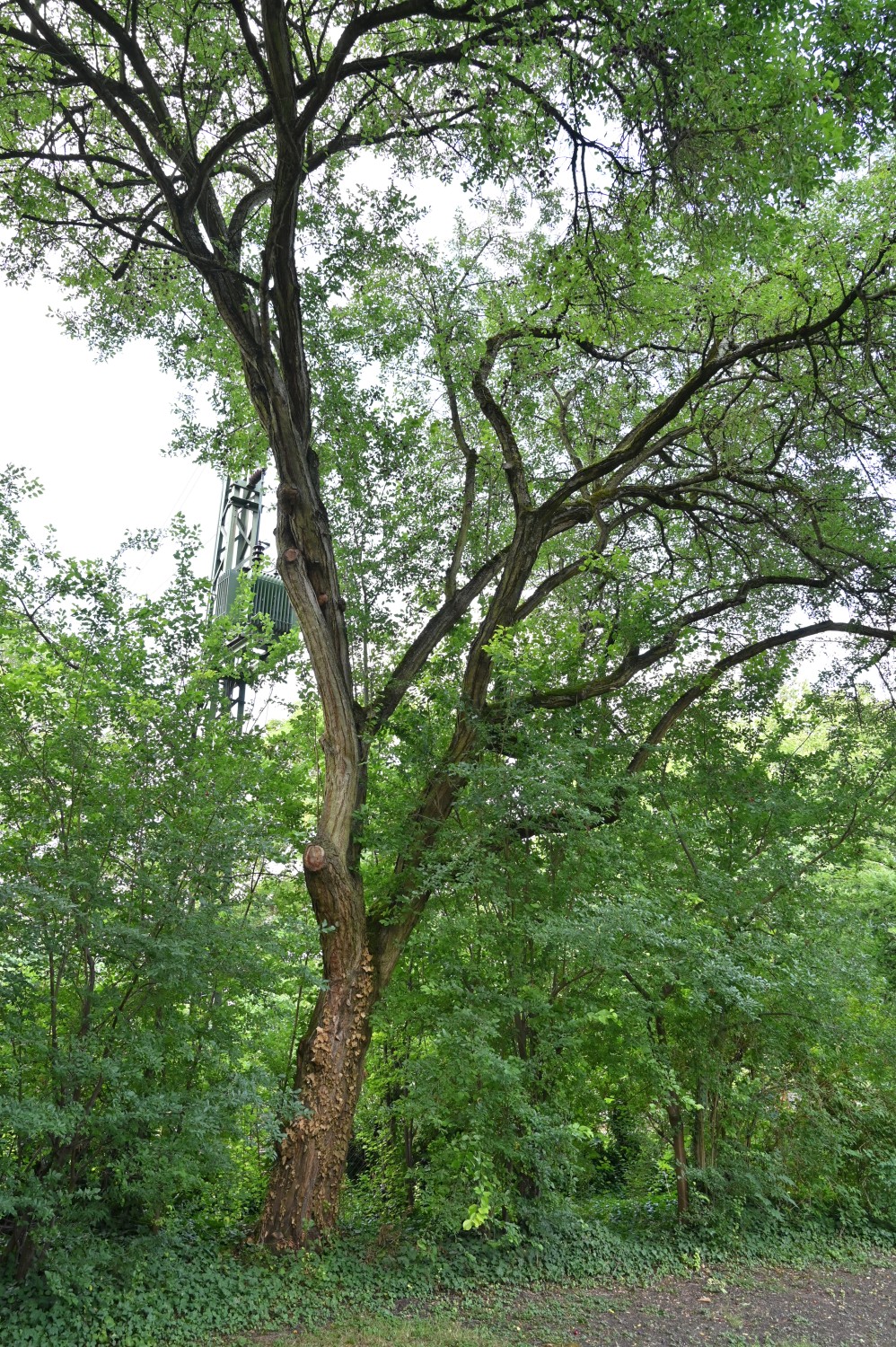 Prunus cerasifera - Mainz, Stadtpark - Juli 2025