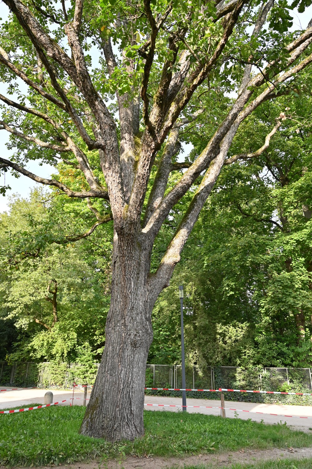 Quercus macranthera - Erlangen, Schlosspark - September 2025
