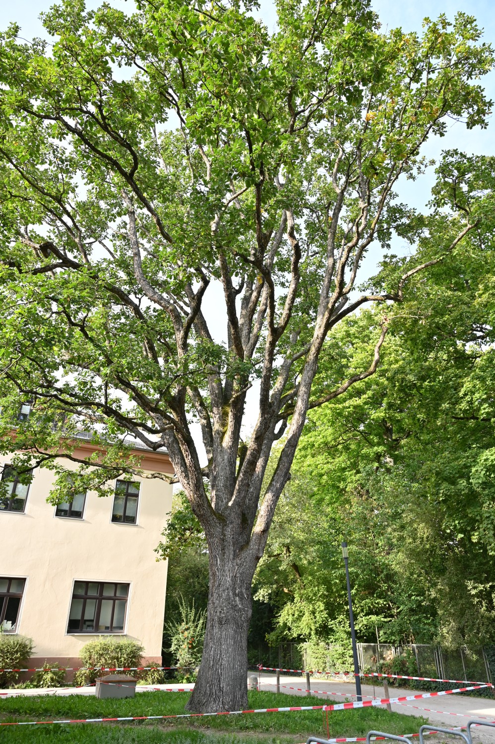 Quercus macranthera - Erlangen, Schlosspark - September 2025